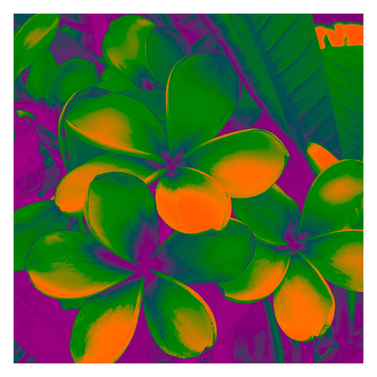 Xtra POP Set - Frangipani Cluster - 185892v4a - 104x104cm, Vibrant frangipani flowers in orange and green with purple shadows, stylised in a bold Pop Art botanical treatment.