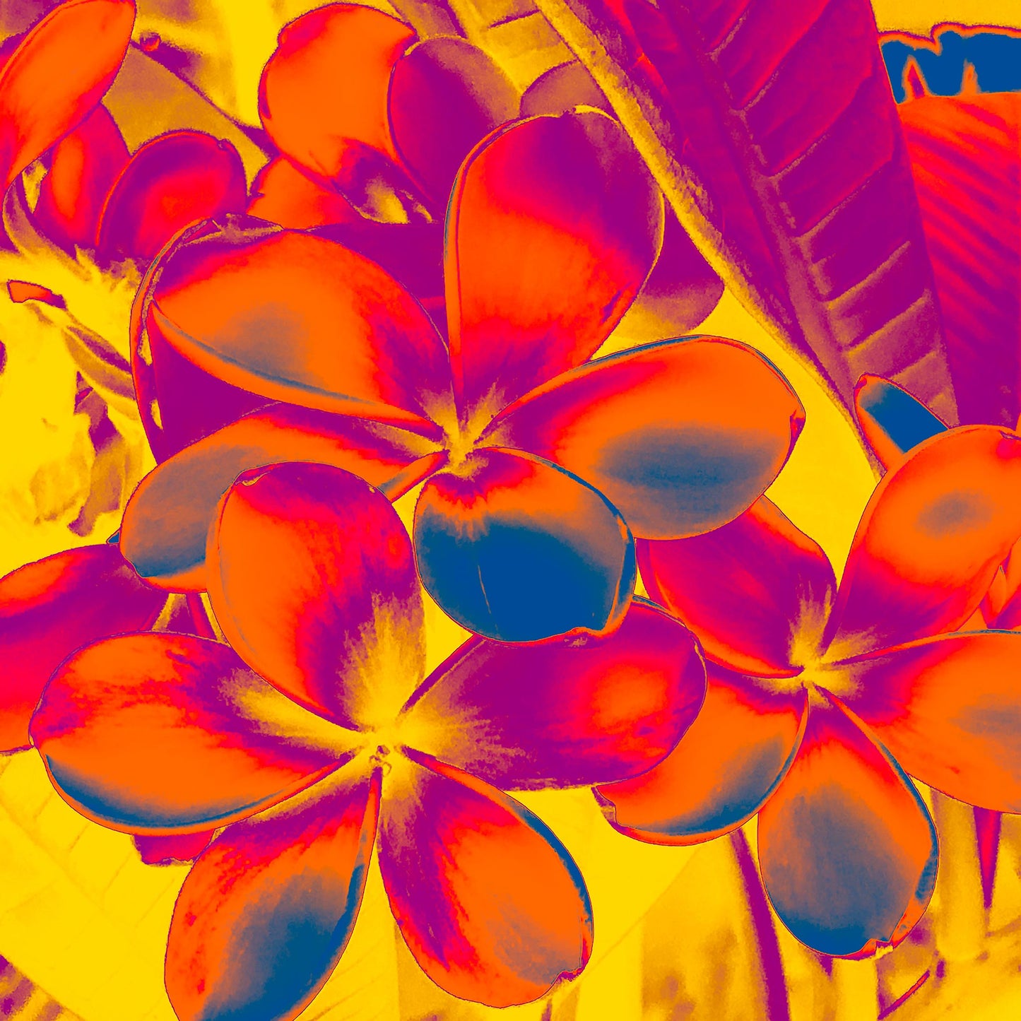 Xtra POP Set - Frangipani Cluster - 185892v6a - 90x90cm, Tropical frangipani flowers in fiery red-orange and magenta hues against a glowing yellow background, rendered in vivid Pop Art style.