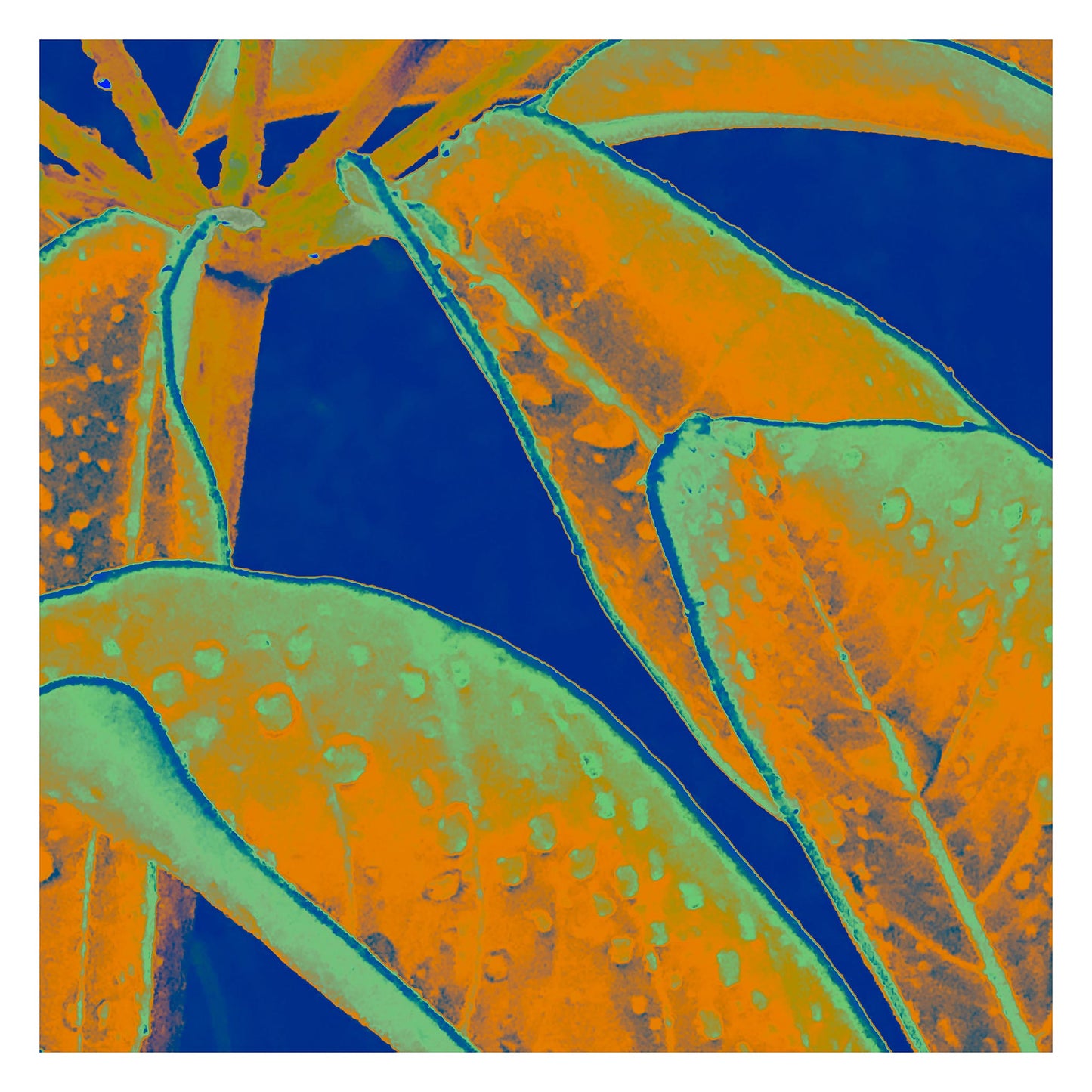 Xtra POP Set - Frangipani Leaves - 184836v10a - 104x104cm, Tropical leaves in orange and teal tones with water droplets, set against a vivid dark blue background in a stylised Pop Art design.
