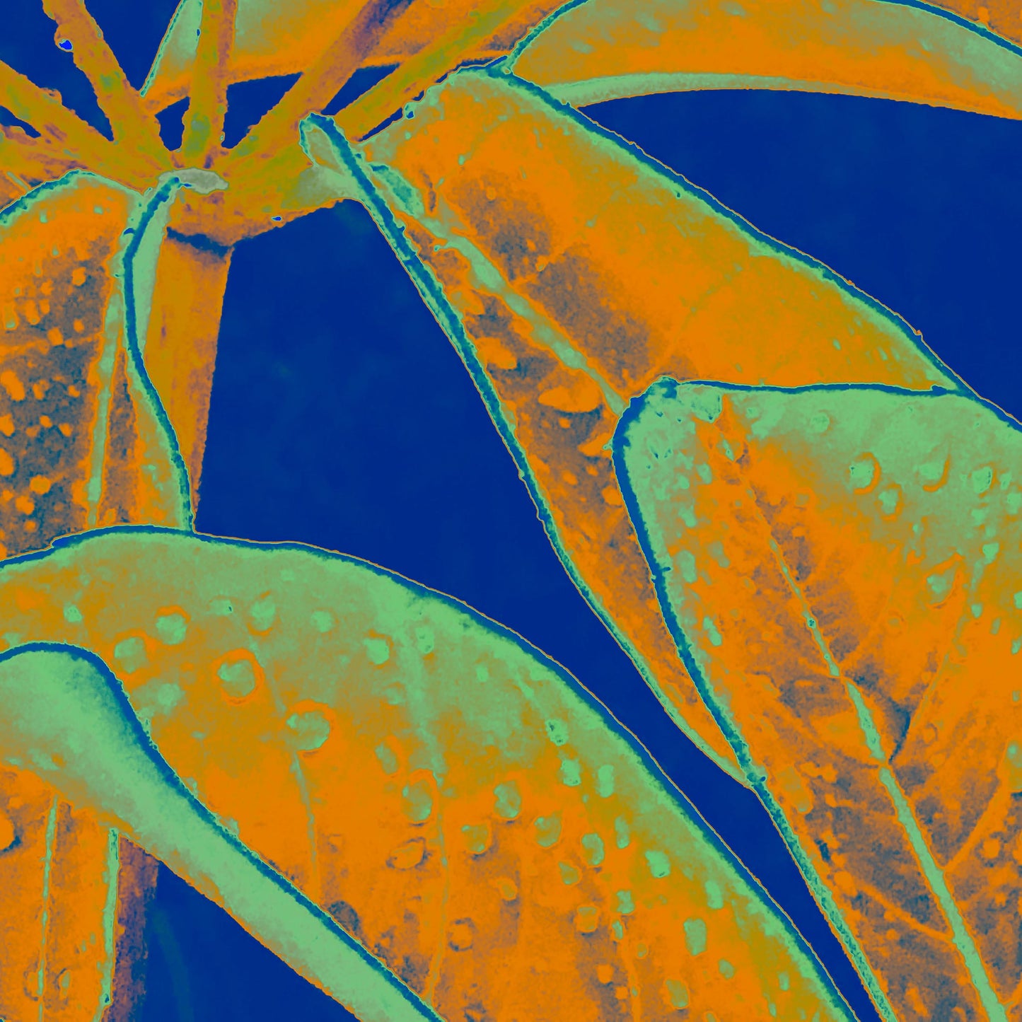 Xtra POP Set - Frangipani Leaves - 184836v10a - 90x90cm, Tropical leaves in orange and teal tones with water droplets, set against a vivid dark blue background in a stylised Pop Art design.