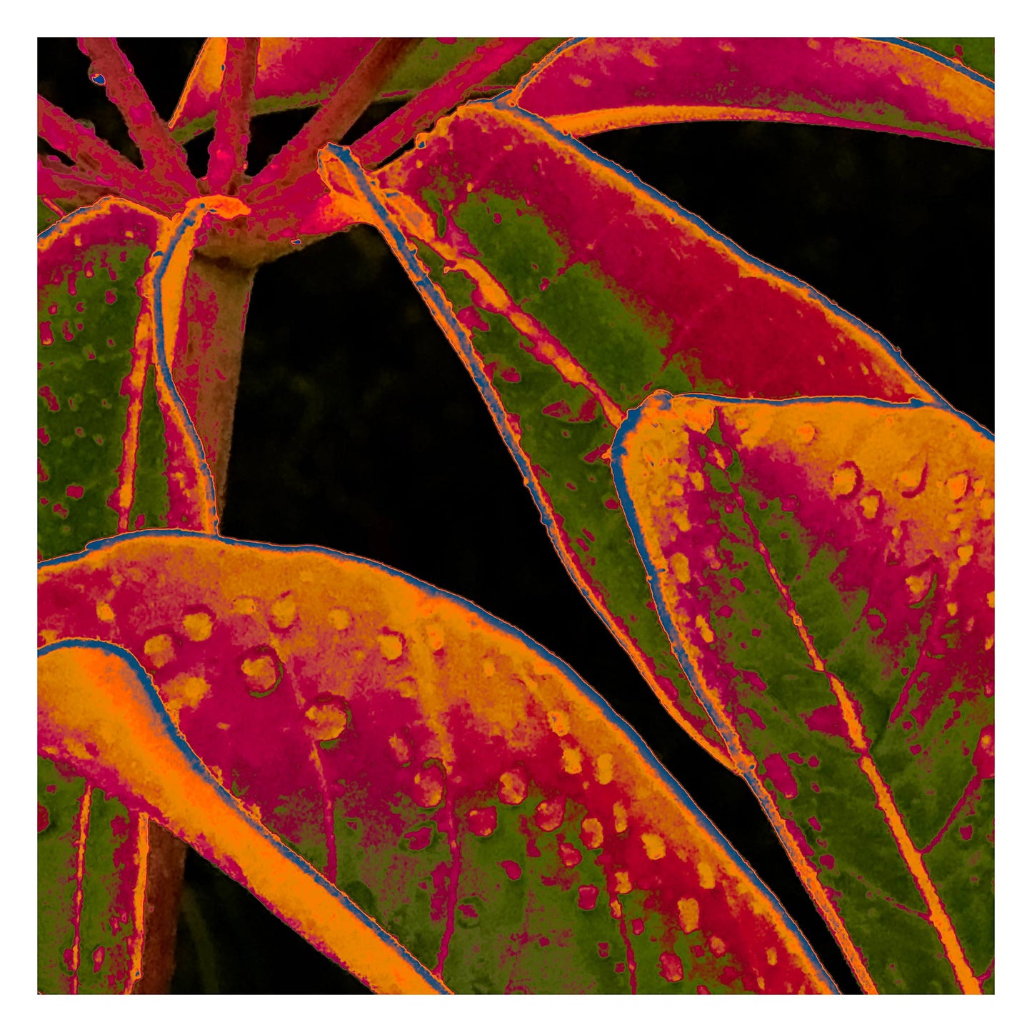 Xtra POP Set - Frangipani Leaves - 184836v11a - 104x104cm, Colourful tropical leaves in orange, magenta, and green tones with water droplets, outlined in blue, on a dark background in a vivid Pop Art style.