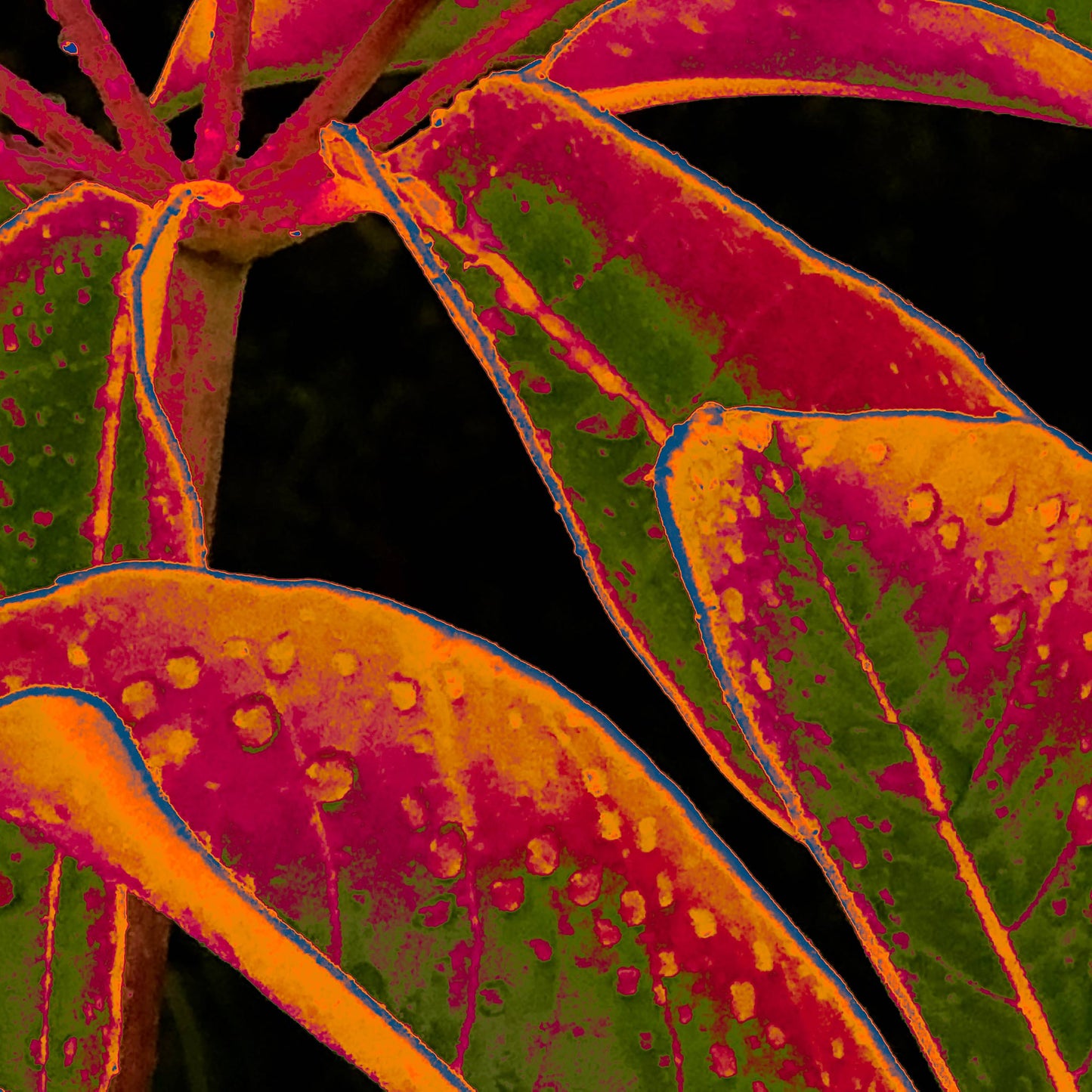 Xtra POP Set - Frangipani Leaves - 184836v11a - 90x90cm, Colourful tropical leaves in orange, magenta, and green tones with water droplets, outlined in blue, on a dark background in a vivid Pop Art style.