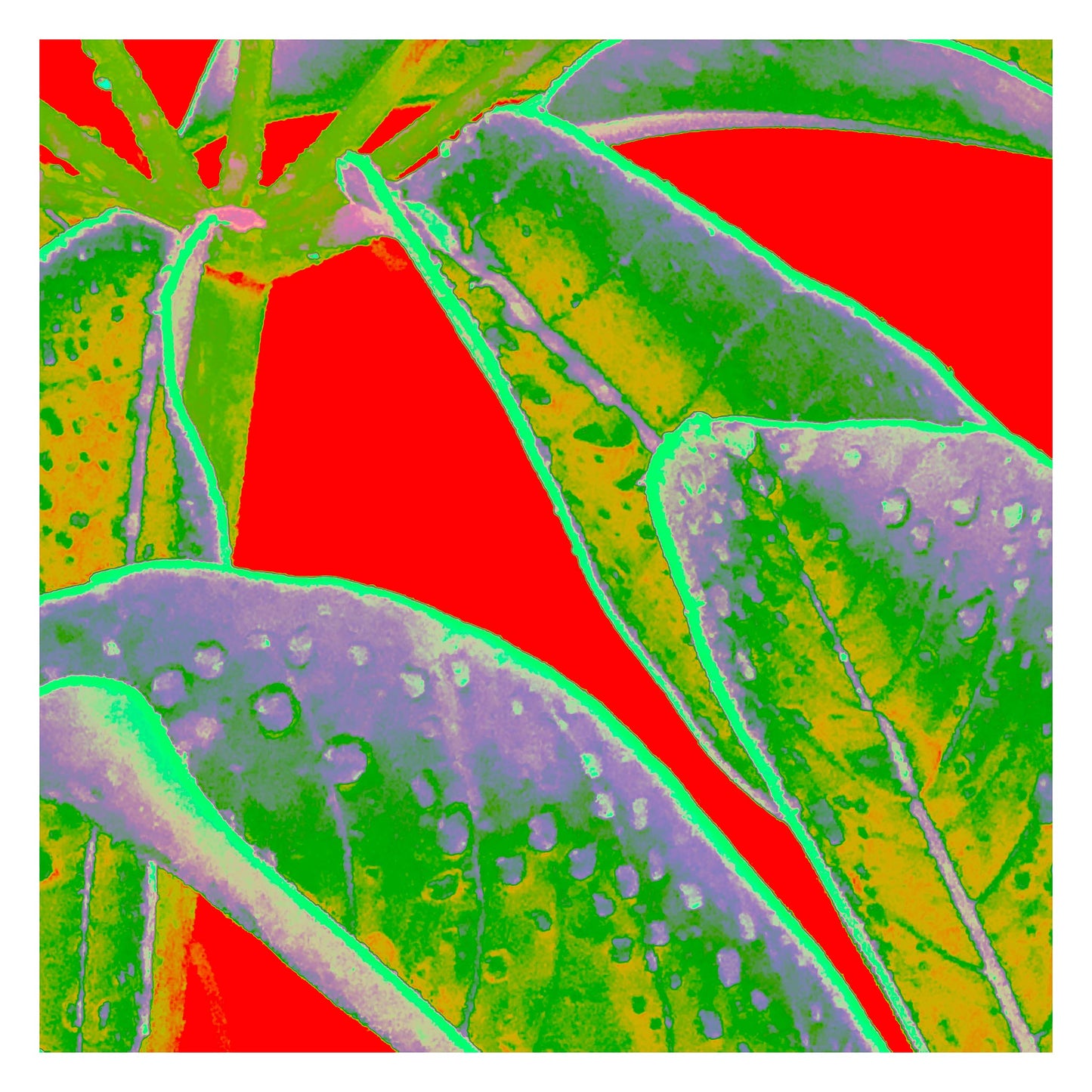 Xtra POP Set - Frangipani Leaves - 184836v13a - 104x104cm, Stylised frangipani leaves in vivid green and violet tones with water droplets, set against a bright red Pop Art background.