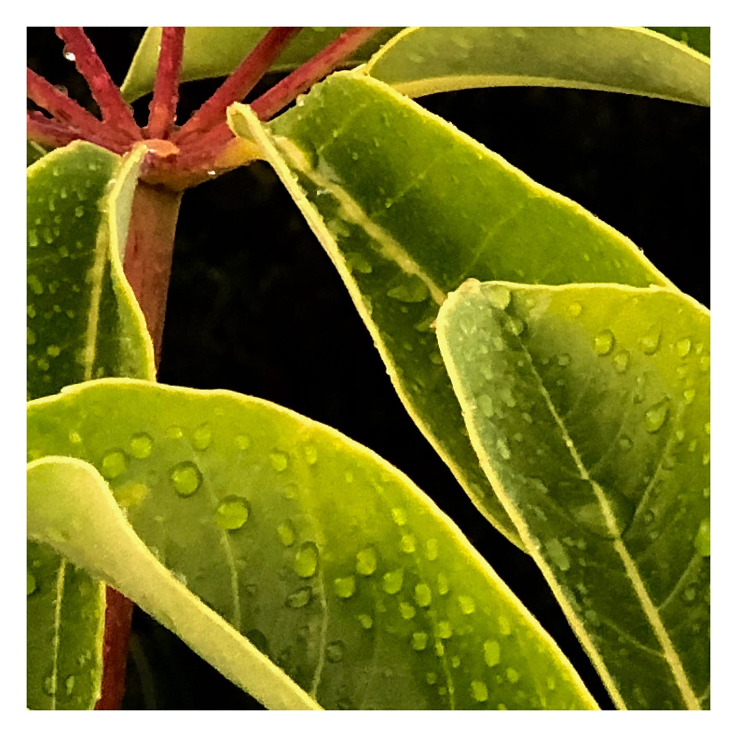 Xtra POP Set - Frangipani Leaves - 184836v1a - 104x104cm, Close-up of green frangipani leaves with water droplets and soft yellow edging, accented by red stems, in a naturalistic Pop Art style.