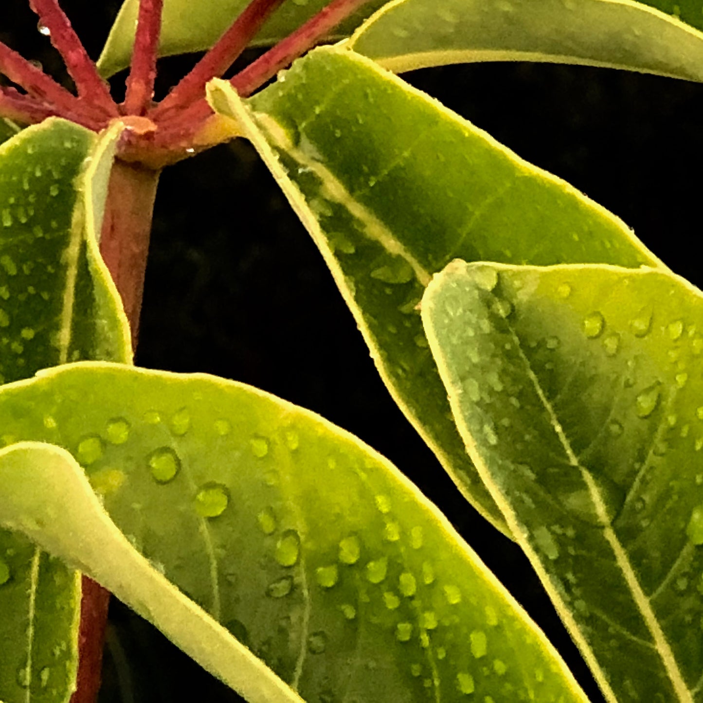 Xtra POP Set - Frangipani Leaves - 184836v1a - 90x90cm, Close-up of green frangipani leaves with water droplets and soft yellow edging, accented by red stems, in a naturalistic Pop Art style.