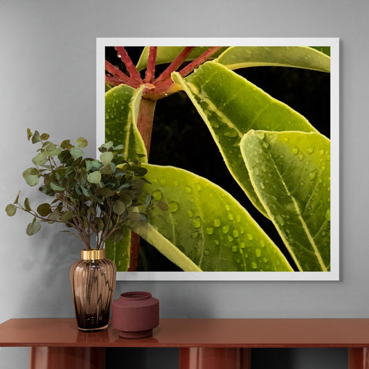 Xtra POP Set - Frangipani Leaves - 184836v1a - Room View, Close-up of green frangipani leaves with water droplets and soft yellow edging, accented by red stems, in a naturalistic Pop Art style.
