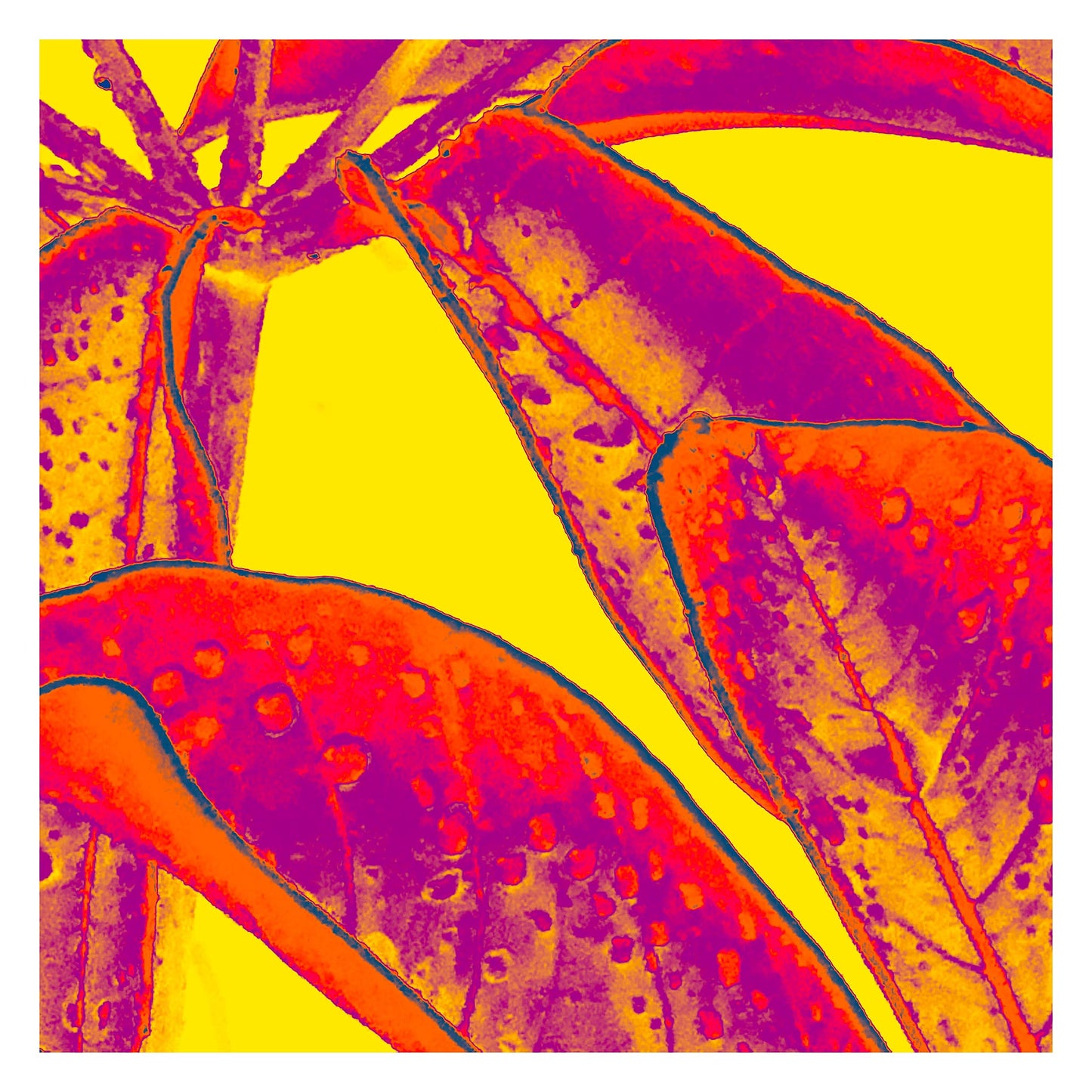 Xtra POP Set - Frangipani Leaves - 184836v8a - 104x104cm, Electric red and magenta frangipani leaves with water droplets set against a vivid yellow background in a high-contrast Pop Art palette.
