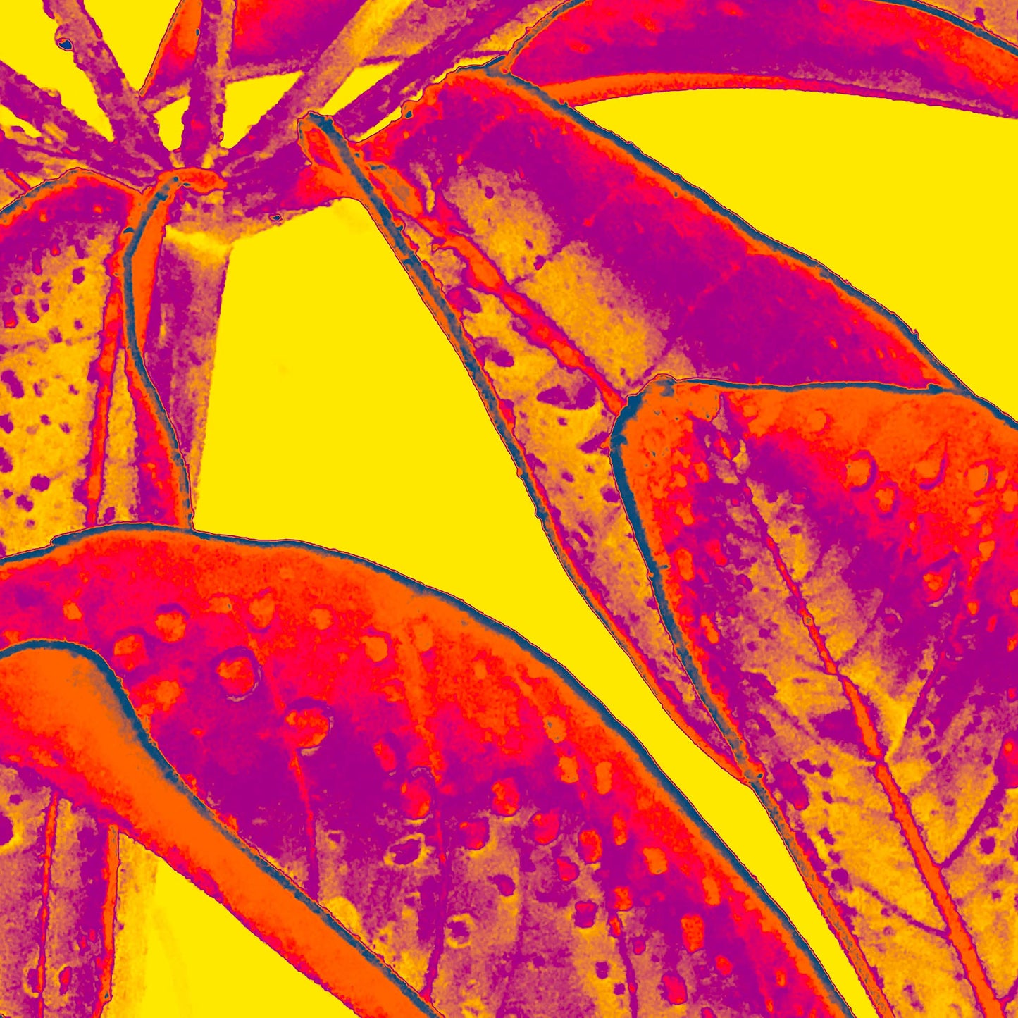 Xtra POP Set - Frangipani Leaves - 184836v8a - 90x90cm, Electric red and magenta frangipani leaves with water droplets set against a vivid yellow background in a high-contrast Pop Art palette.