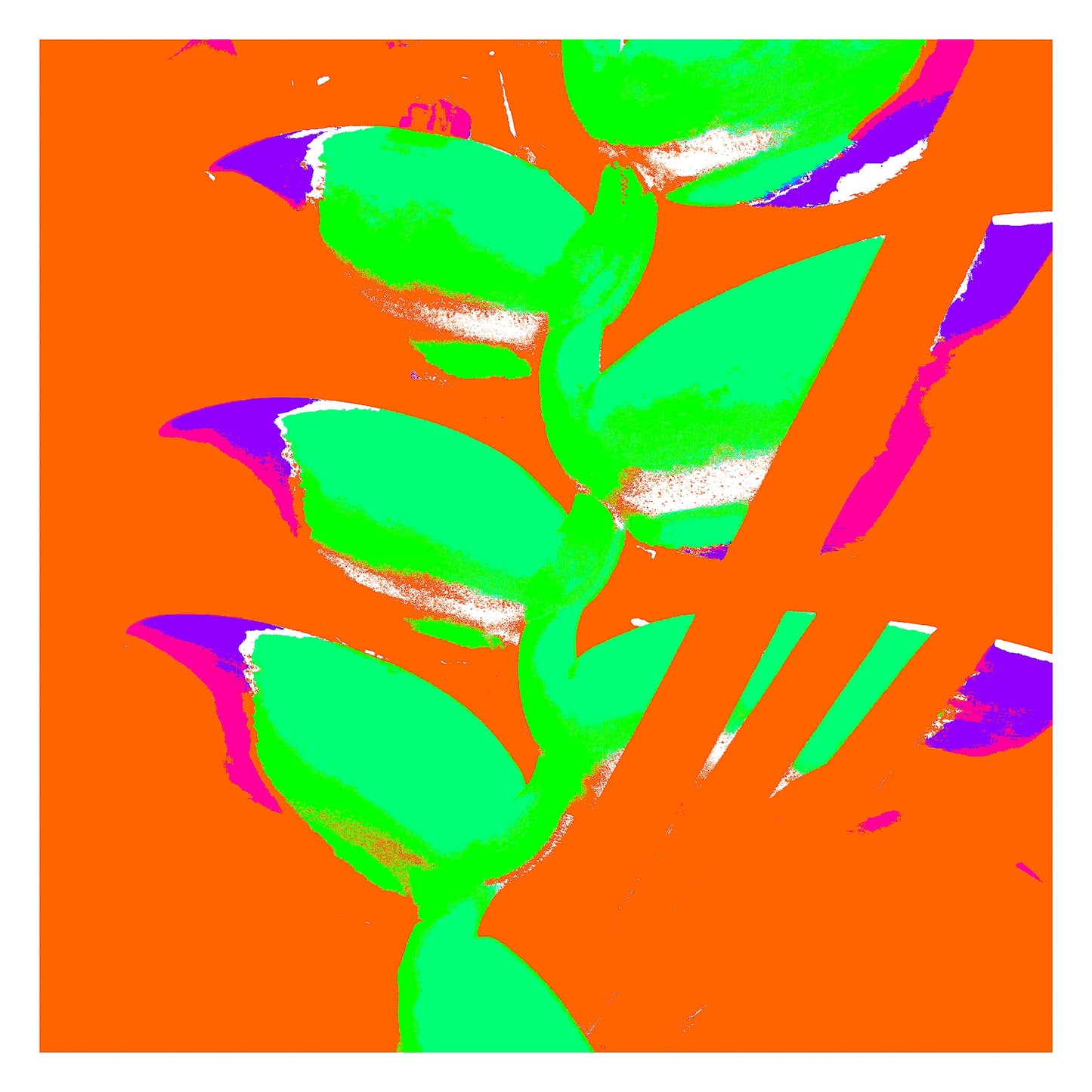 Xtra POP Set - Heliconia - 185791v27a - 104x104cm, Stylised Pop Art image of heliconia in bright neon green on a flat orange background with accents of magenta and violet.