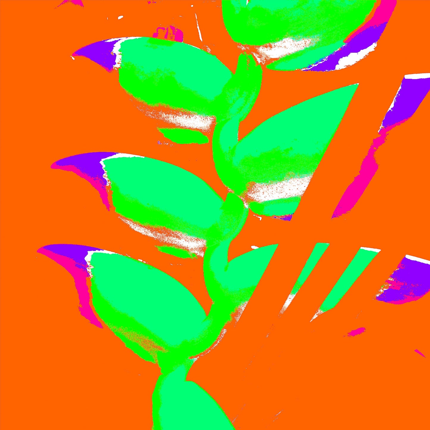 Xtra POP Set - Heliconia - 185791v27a - 90x90cm, Stylised Pop Art image of heliconia in bright neon green on a flat orange background with accents of magenta and violet.