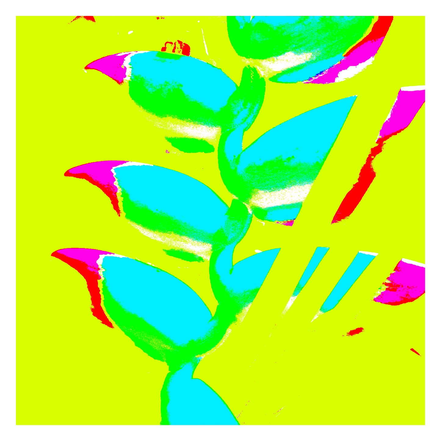 Xtra POP Set - Heliconia - 185791v29a - 104x104cm, Cyan and magenta heliconia shapes on a neon yellow-green background, presented in a vivid Pop Art style.