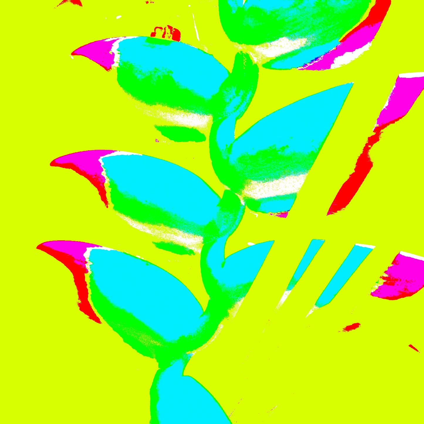 Xtra POP Set - Heliconia - 185791v29a - 90x90cm, Cyan and magenta heliconia shapes on a neon yellow-green background, presented in a vivid Pop Art style.