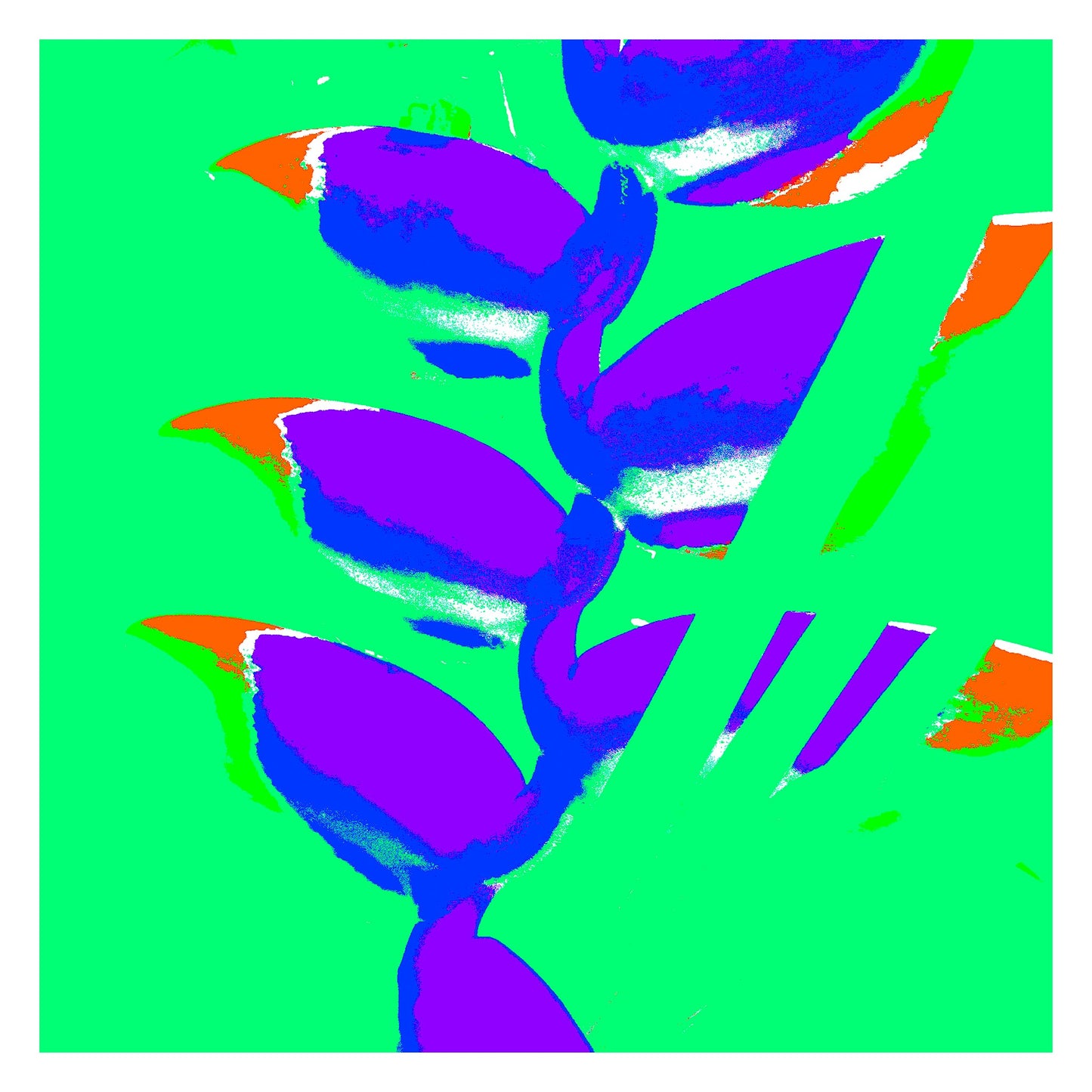 Xtra POP Set - Heliconia - 185791v34a - 104x104cm, Vibrant purple heliconia blooms with accents of orange and blue, set against a vivid green background in a bold Pop Art treatment.