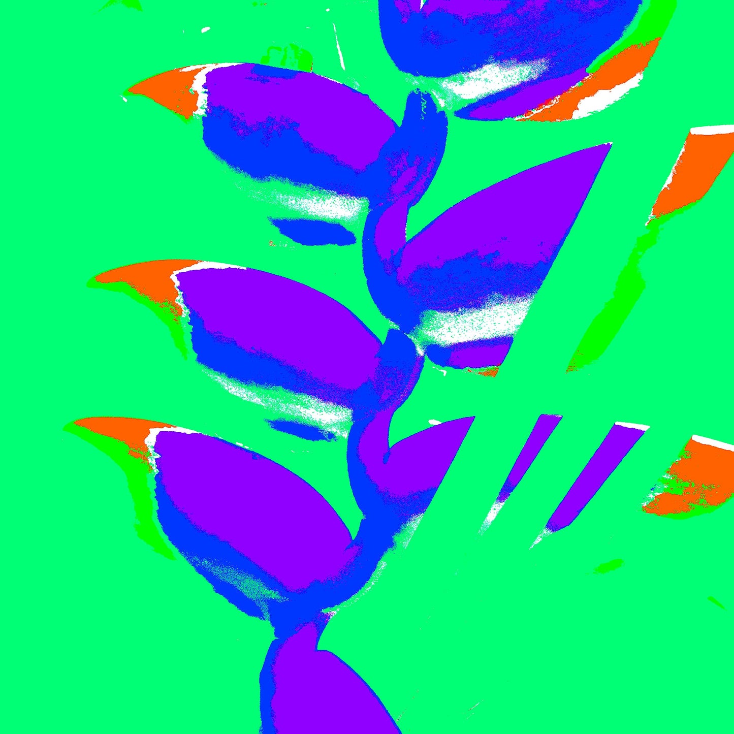 Xtra POP Set - Heliconia - 185791v34a - 90x90cm, Vibrant purple heliconia blooms with accents of orange and blue, set against a vivid green background in a bold Pop Art treatment.