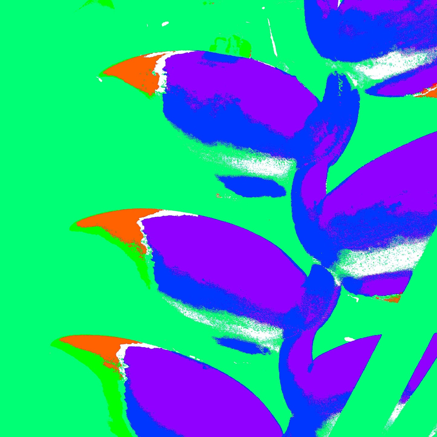 Xtra POP Set - Heliconia - 185791v34a - Close Detail View, Vibrant purple heliconia blooms with accents of orange and blue, set against a vivid green background in a bold Pop Art treatment.