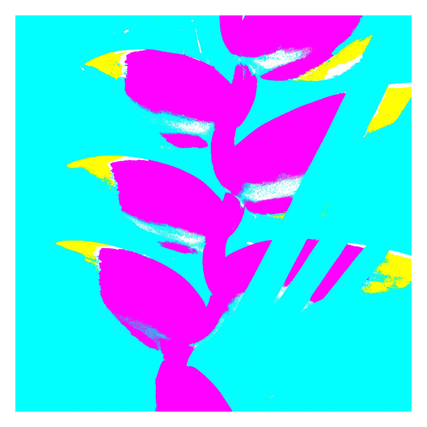 Xtra POP Set - Heliconia - 185791v45a - 104x104cm, Bright magenta heliconia flowers with yellow accents pop against a turquoise background in a vibrant Pop Art composition.