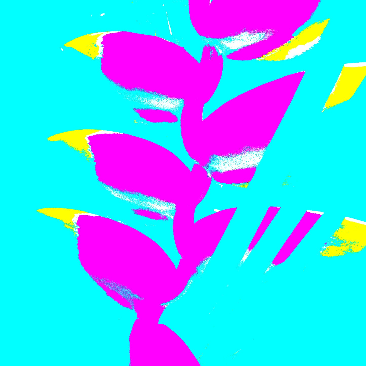 Xtra POP Set - Heliconia - 185791v45a - 90x90cm, Bright magenta heliconia flowers with yellow accents pop against a turquoise background in a vibrant Pop Art composition.