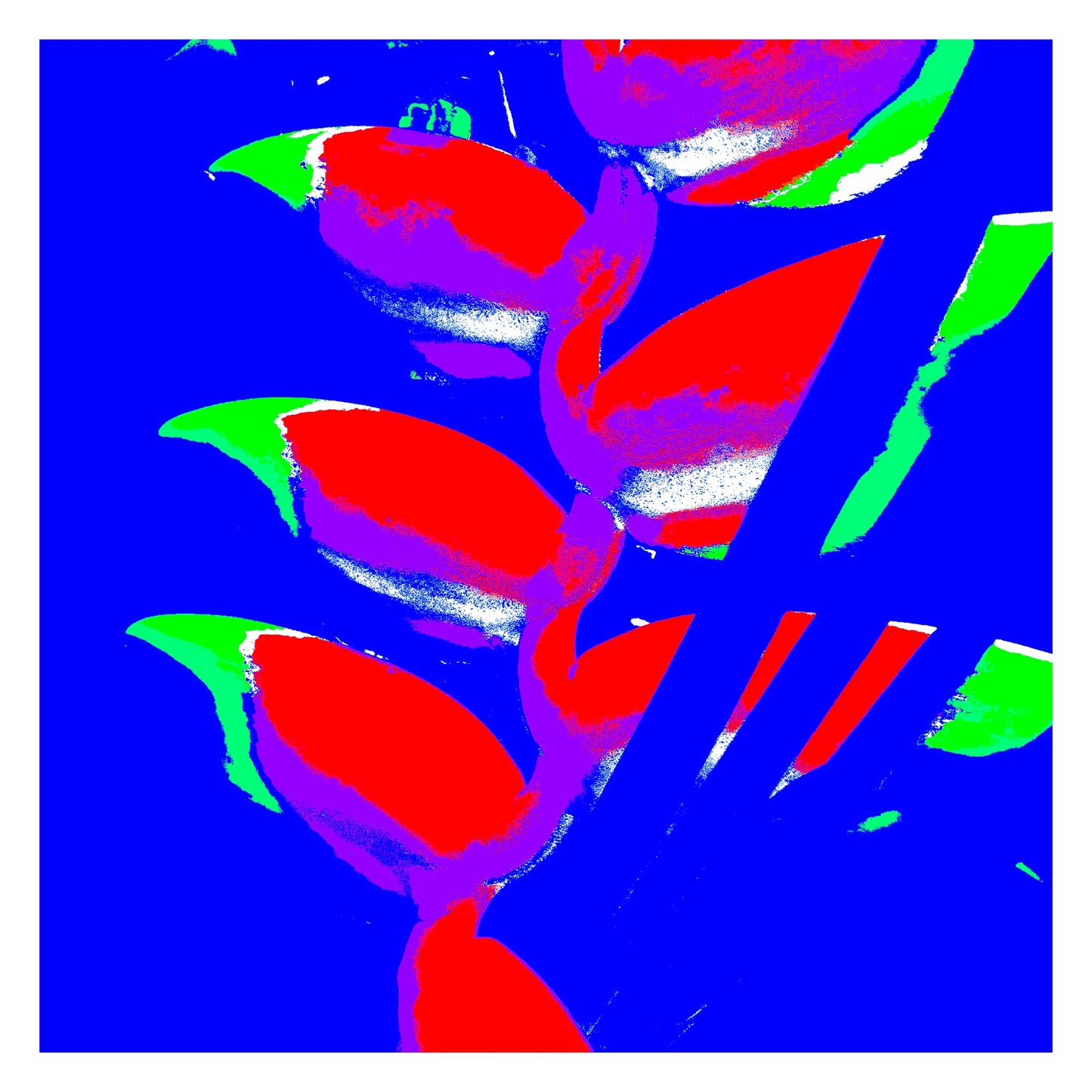 Xtra POP Set - Heliconia - 185791v46a - 104x104cm, Bright red heliconia flowers with green tips against a saturated blue background, rendered in a bold and electrifying Pop Art style.