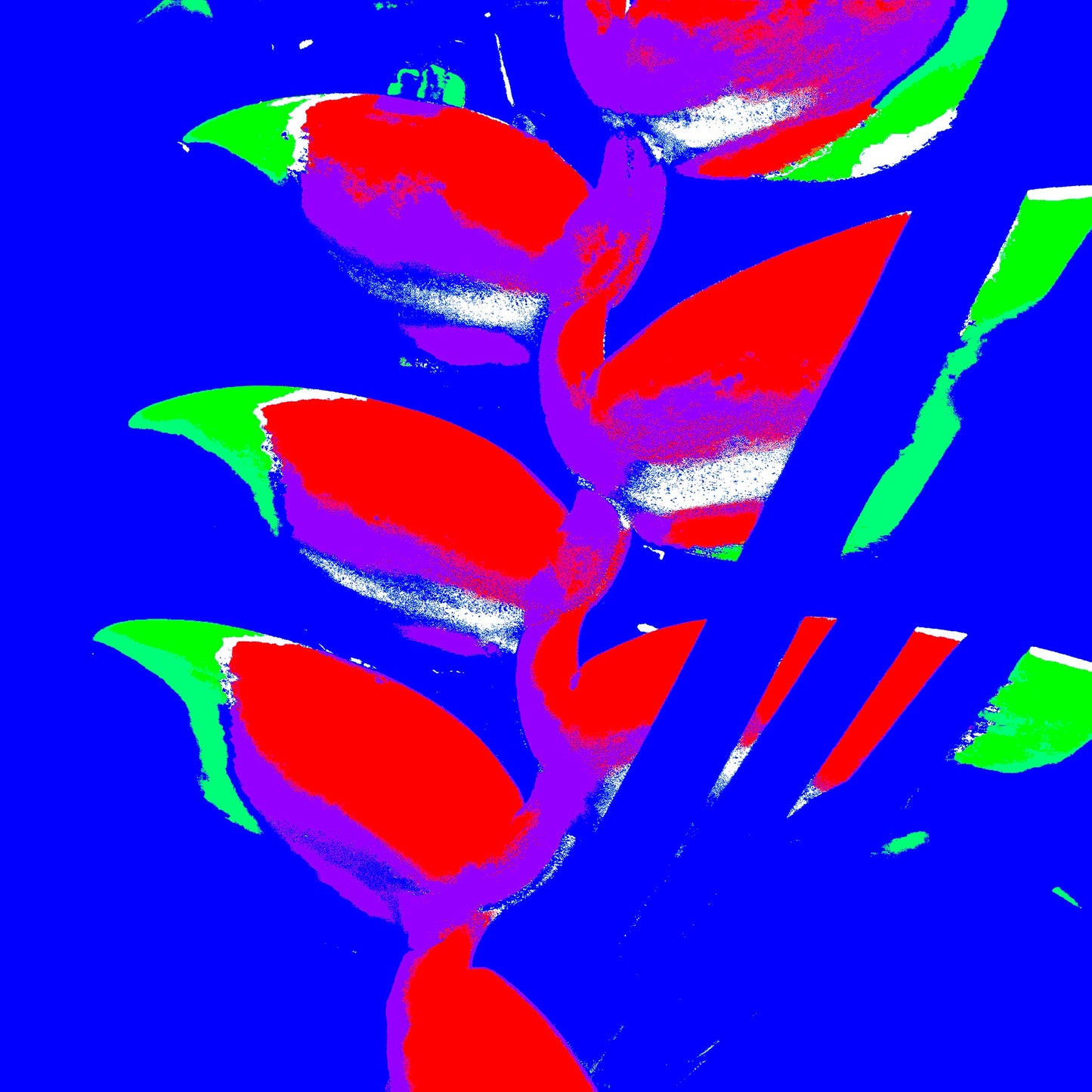Xtra POP Set - Heliconia - 185791v46a - 90x90cm, Bright red heliconia flowers with green tips against a saturated blue background, rendered in a bold and electrifying Pop Art style.