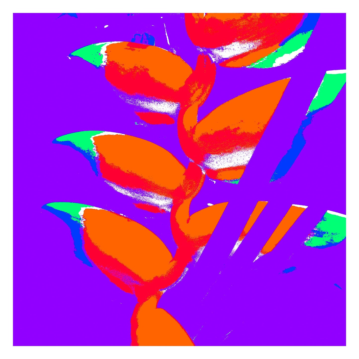 Xtra POP Set - Heliconia - 185791v49a - 104x104cm, Bright orange heliconia flowers with green and blue tips on a vivid purple background, rendered in a psychedelic Pop Art palette.