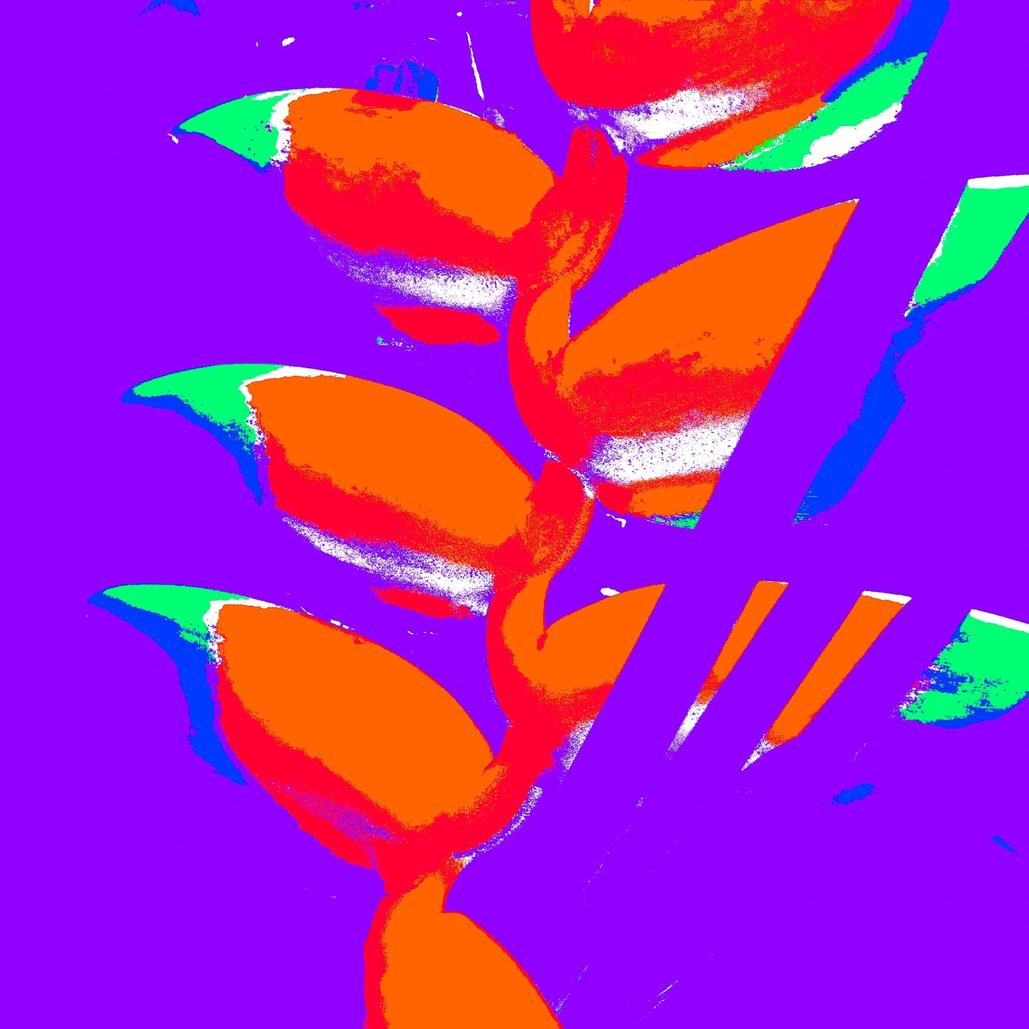 Xtra POP Set - Heliconia - 185791v49a - 90x90cm, Bright orange heliconia flowers with green and blue tips on a vivid purple background, rendered in a psychedelic Pop Art palette.