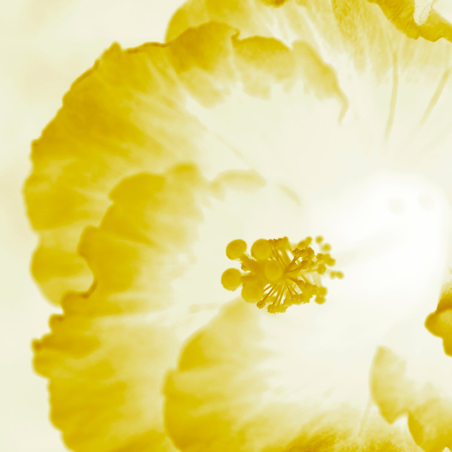 Hibiscus No.1 - 182076v101c - Close Detail View, Glowing yellow hibiscus artwork with luminous soft petals and a serene, sunlit Pop Art aesthetic.
