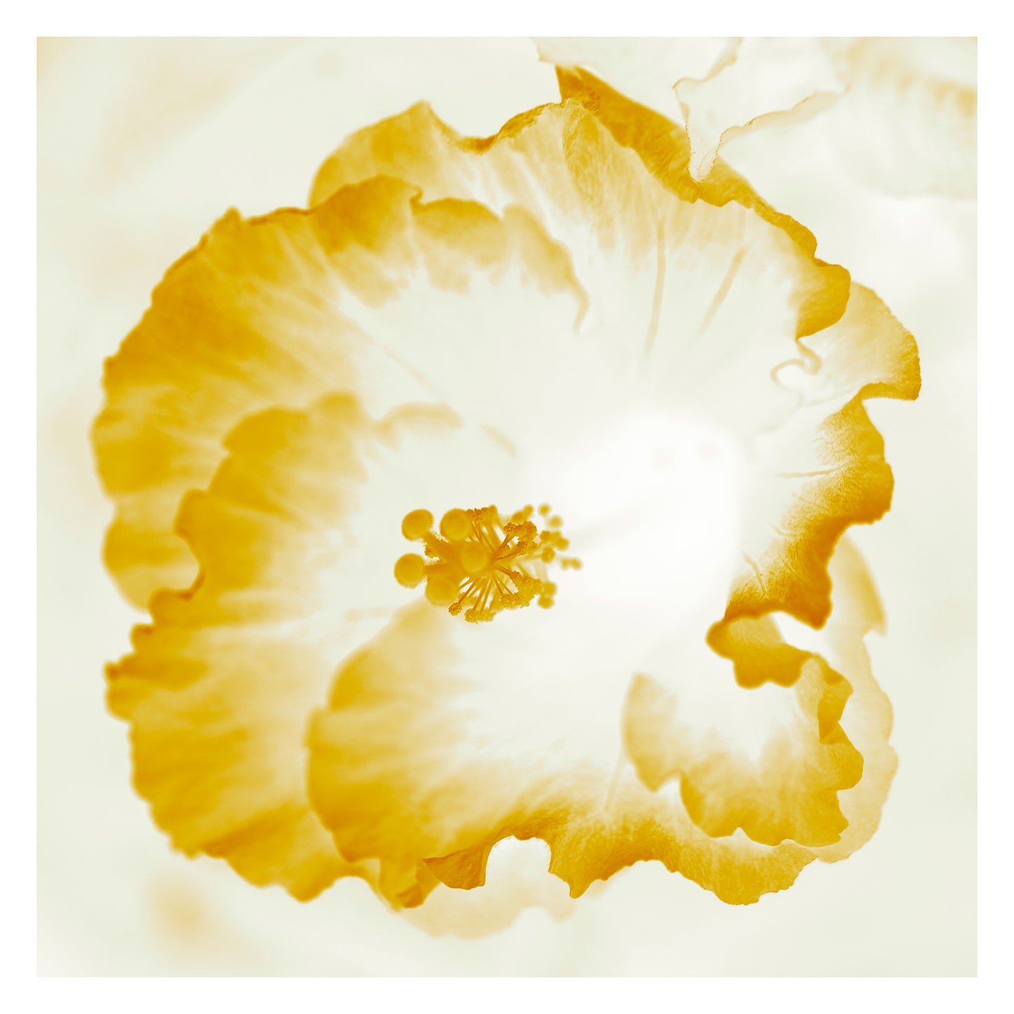 Hibiscus No.1 - 182076v101d - 104x104cm, Soft golden-white hibiscus artwork with light-infused petals and warm translucent tones in a minimalist Pop Art style.