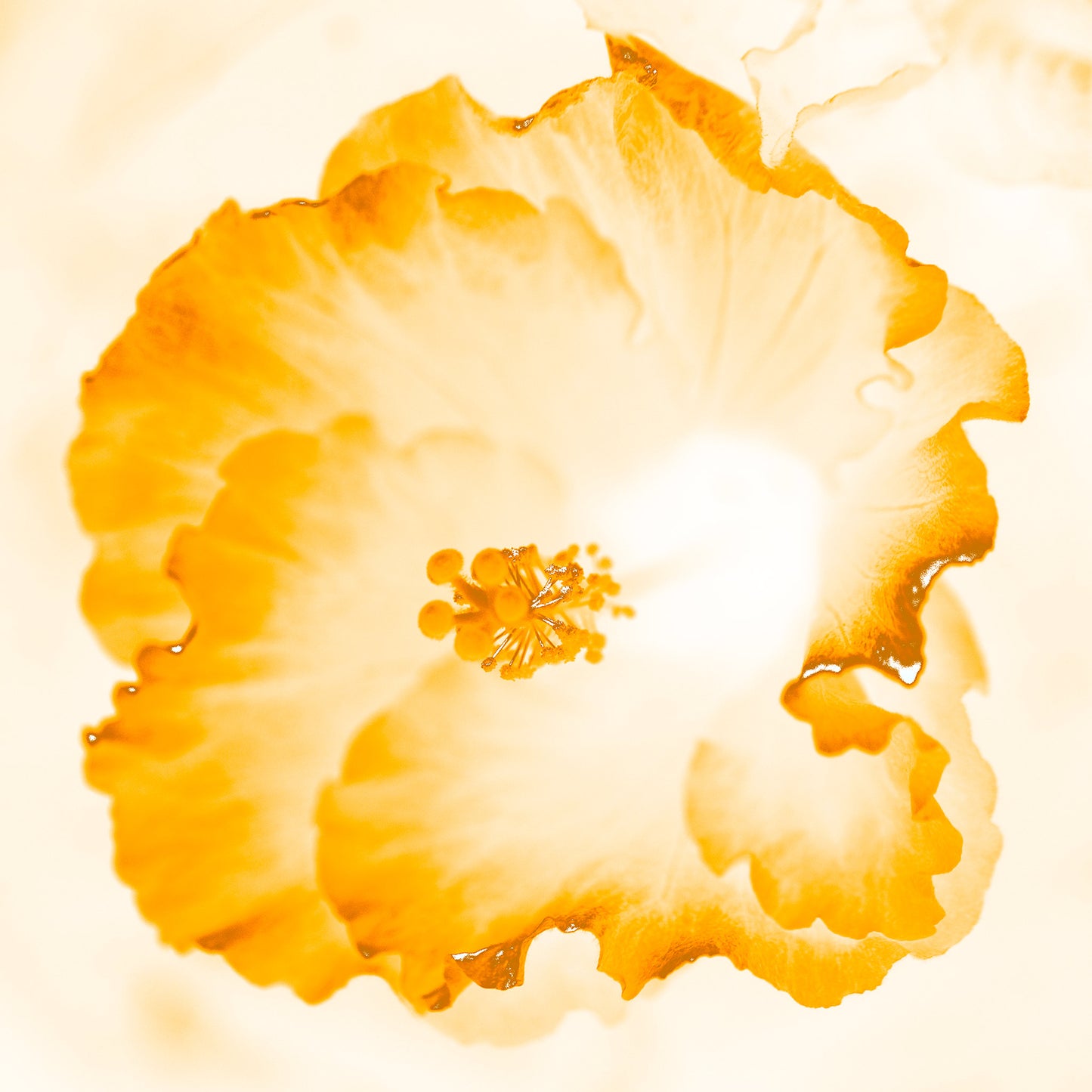 Hibiscus No.1 - 182076v101e - 90x90cm, Soft golden-toned hibiscus flower artwork with translucent whites and amber hues, in a warm and glowing Pop Art aesthetic.