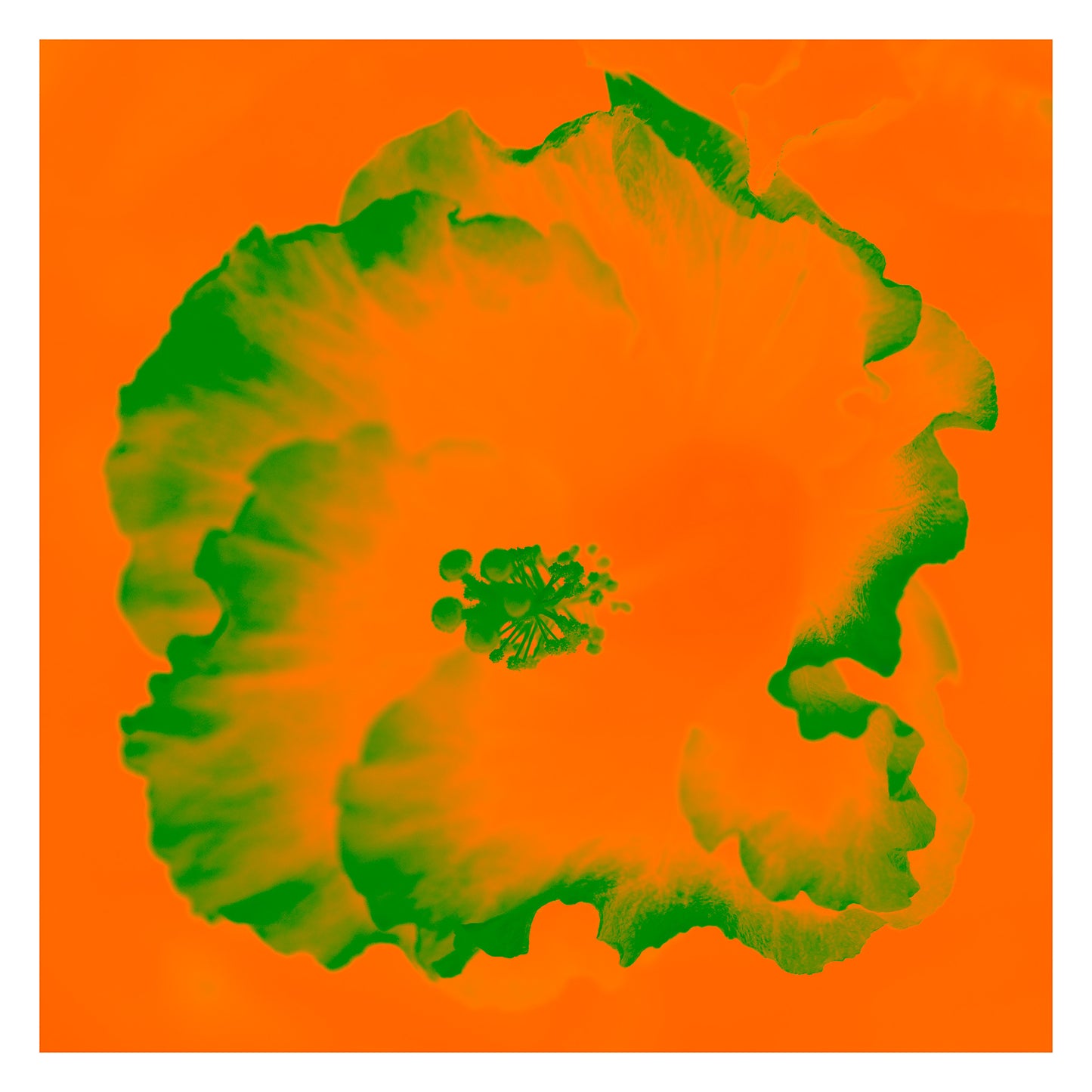 Hibiscus No.2 - 182076v201a - 104x104cm, A bright orange and green hibiscus artwork in a bold Pop Art style with surreal, vibrant contrast and a contemporary edge.