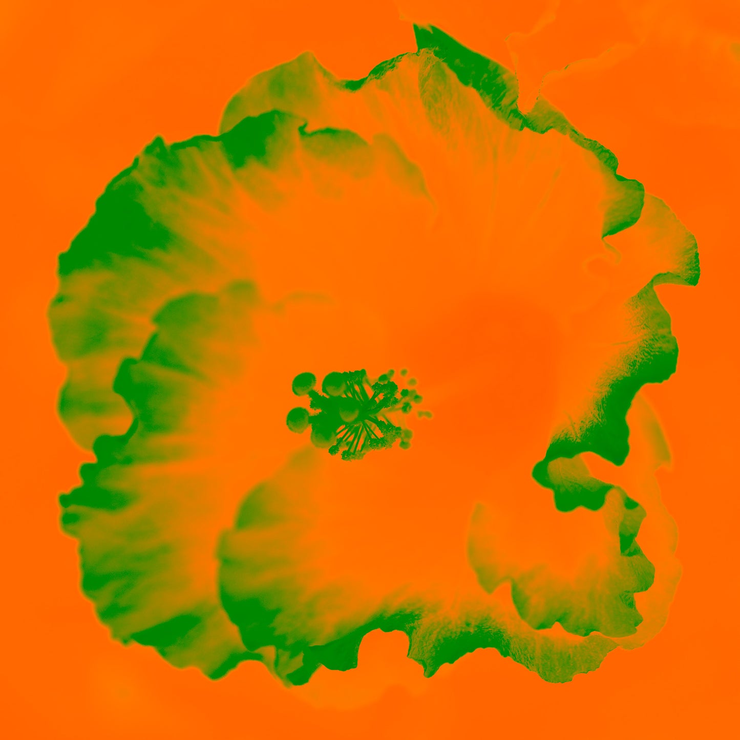 Hibiscus No.2 - 182076v201a - 90x90cm, A bright orange and green hibiscus artwork in a bold Pop Art style with surreal, vibrant contrast and a contemporary edge.