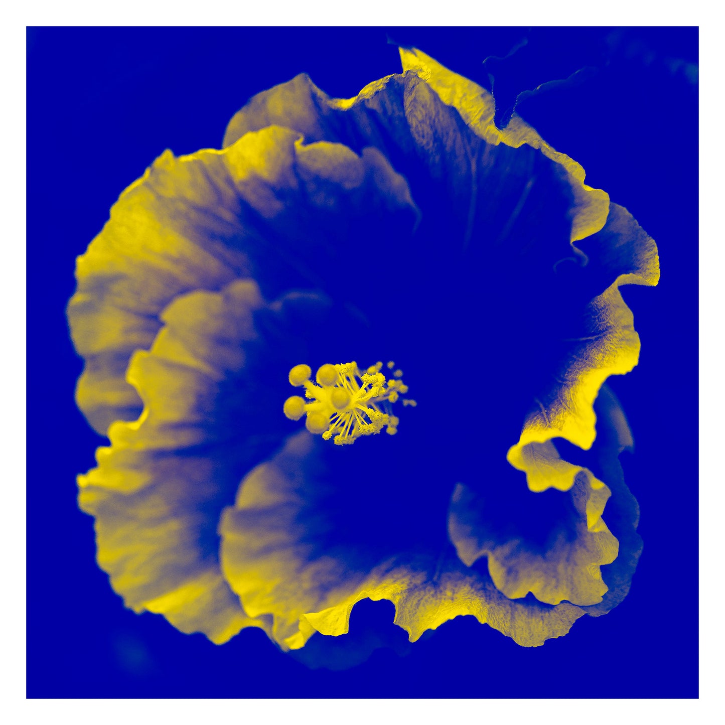 Hibiscus No.2 - 182076v201b - 104x104cm, A cobalt blue and vivid yellow hibiscus flower in Pop Art style, with bold contrast and surreal colour treatment.