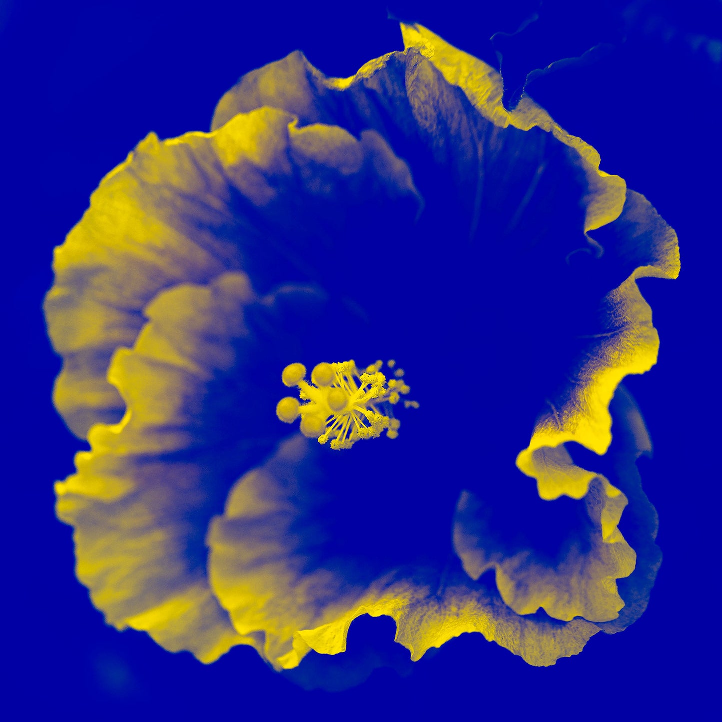 Hibiscus No.2 - 182076v201b - 90x90cm, A cobalt blue and vivid yellow hibiscus flower in Pop Art style, with bold contrast and surreal colour treatment.