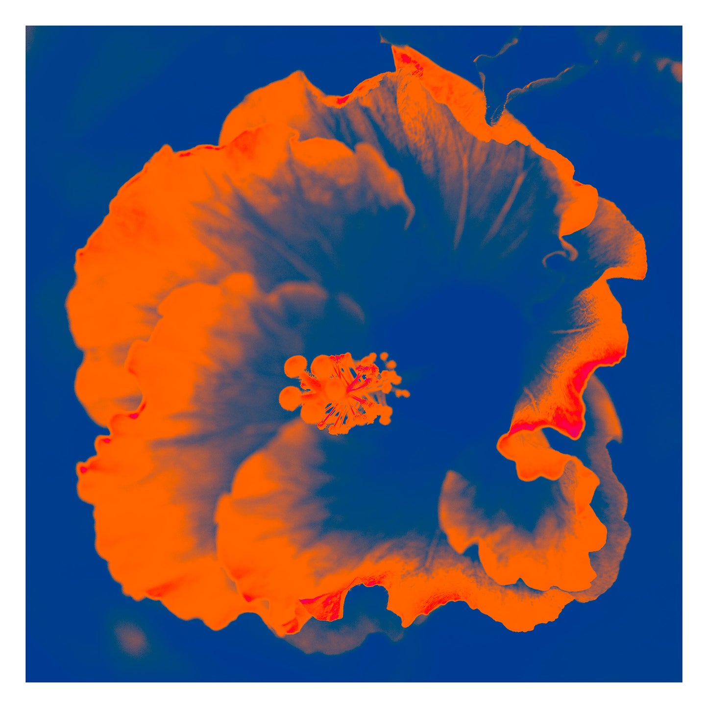 Hibiscus No.2 - 182076v201d - 104x104cm, A bright orange hibiscus flower pops vividly against a saturated blue background in this bold Pop Art reimagining.
