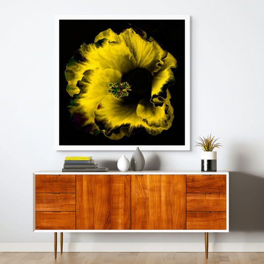 Hibiscus No.3 - 182073v20201-22 - Room View, Golden yellow hibiscus flower with intense black background in vivid Pop Art style, glowing with warmth and contrast.