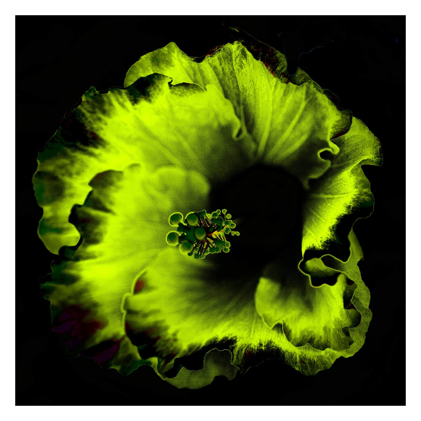 Hibiscus No.3 - 182073v20201-23 - 104x104cm, Glowing green and black stylised hibiscus flower in vibrant Pop Art style with surreal luminescence and dark contrast.