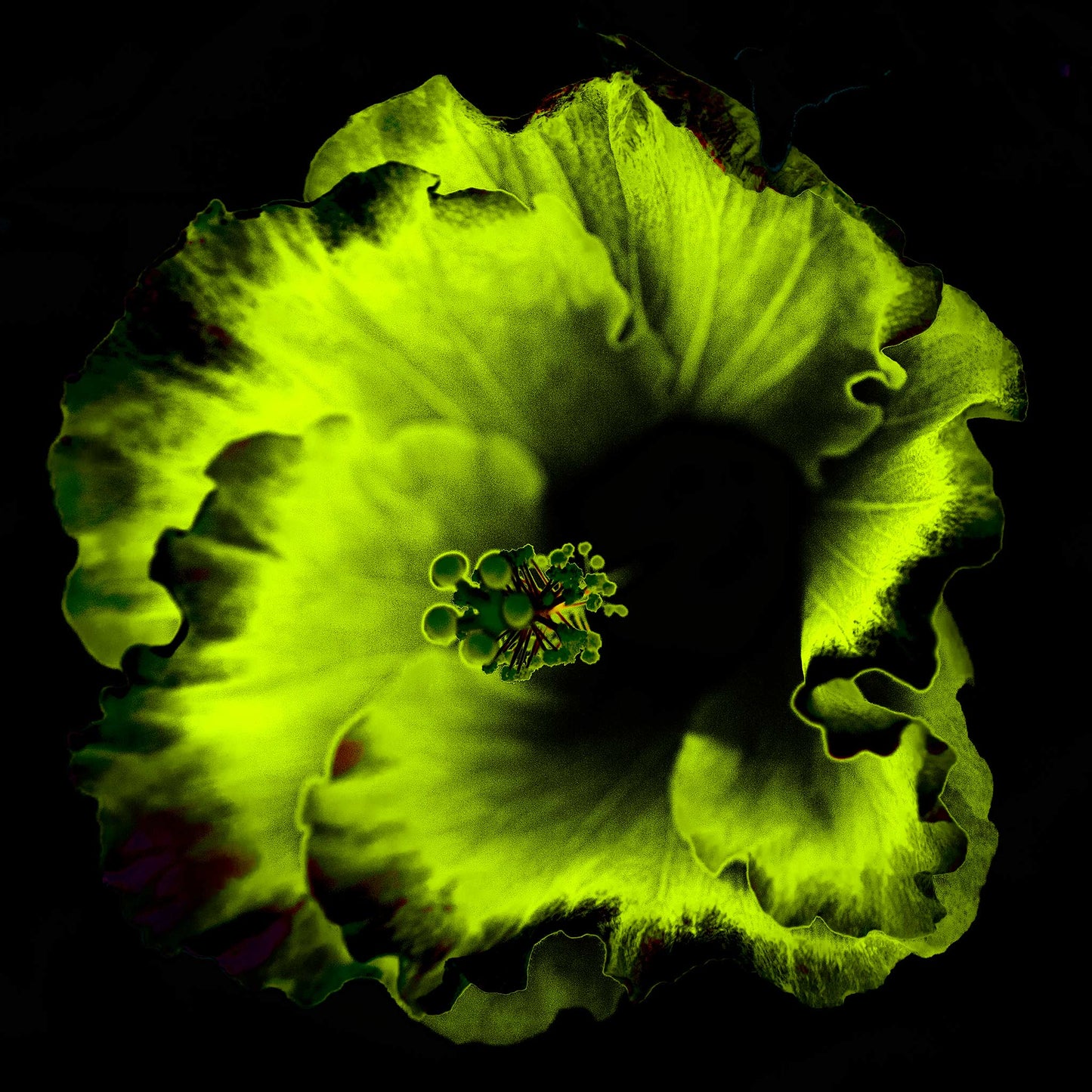 Hibiscus No.3 - 182073v20201-23 - 90x90cm, Glowing green and black stylised hibiscus flower in vibrant Pop Art style with surreal luminescence and dark contrast.