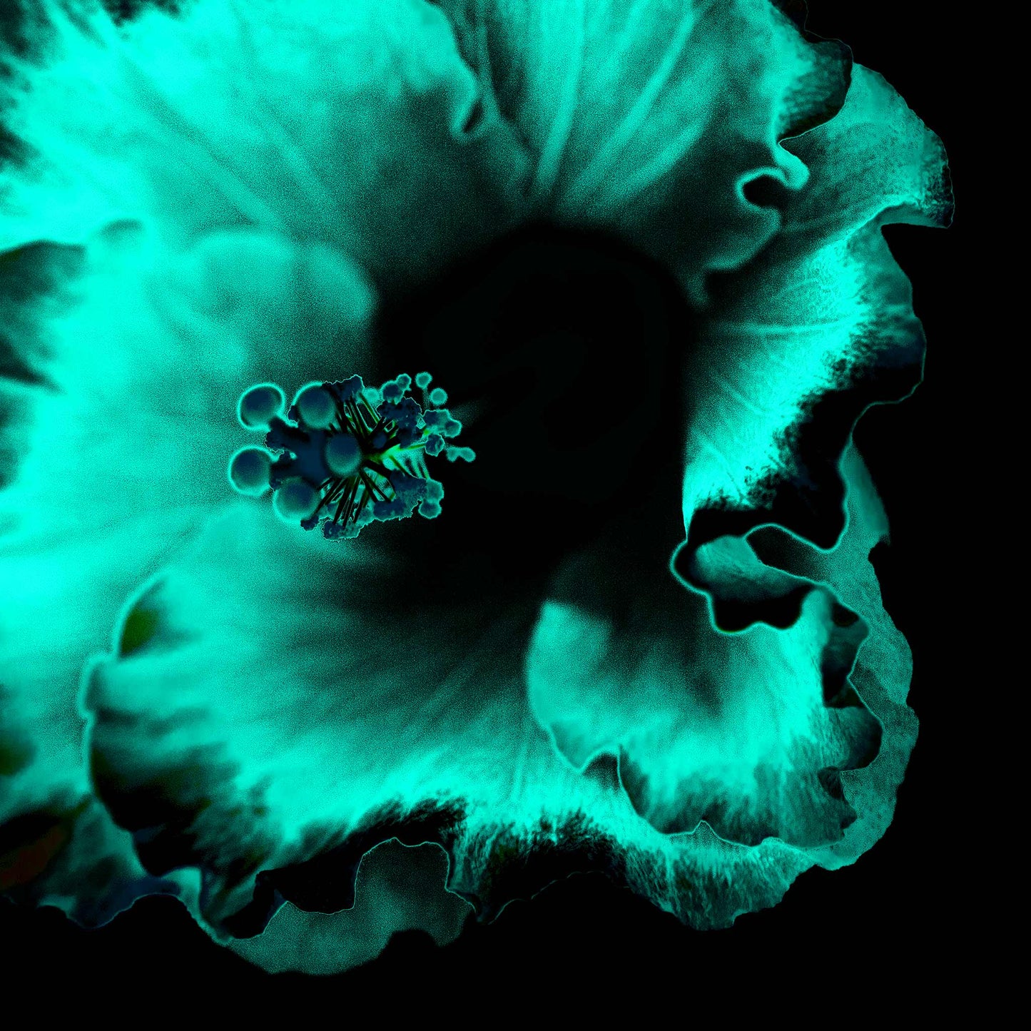Hibiscus No.3 - 182073v20201-29 - Close Detail View, Teal and aqua-toned stylised hibiscus flower on black background, softly glowing with Pop Art contrast and luminous detail.