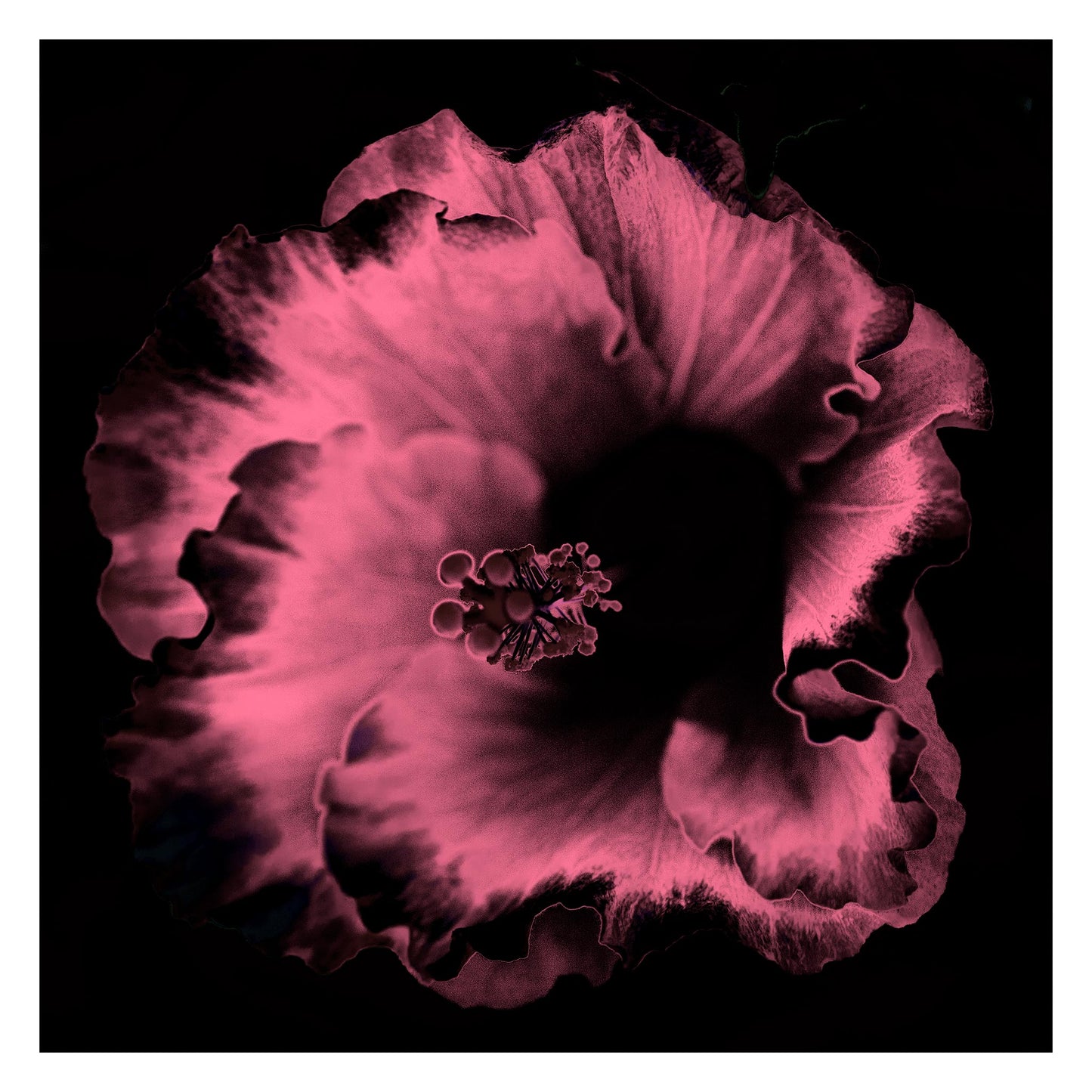 Hibiscus No.3 - 182073v20201-30 - 104x104cm, Dark rose and black stylised hibiscus flower, softly lit in a moody Pop Art palette, with velvety detail against a black background.