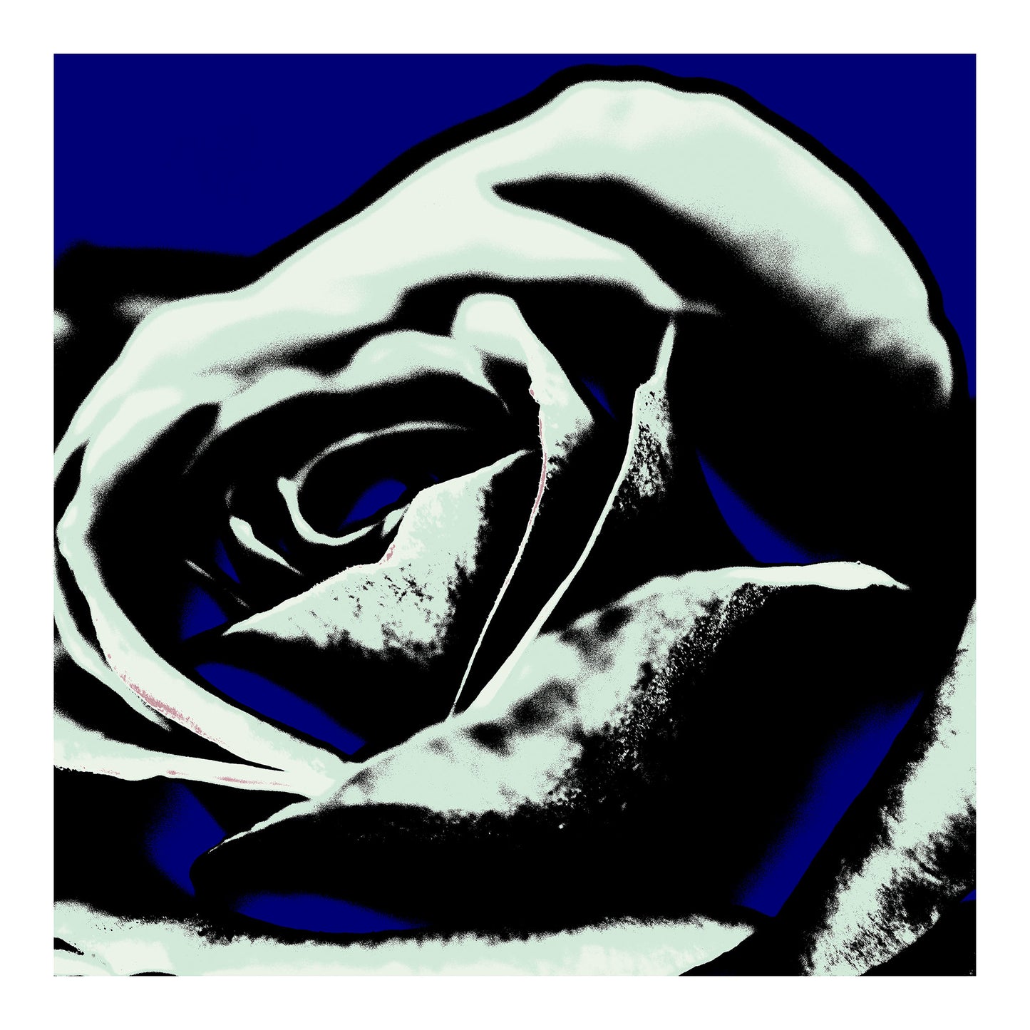 Xtra POP Set - Rose - 253980v10 - 74x74cm, Stylised pale rose with black shadows on a deep blue background, limited edition fine art print.