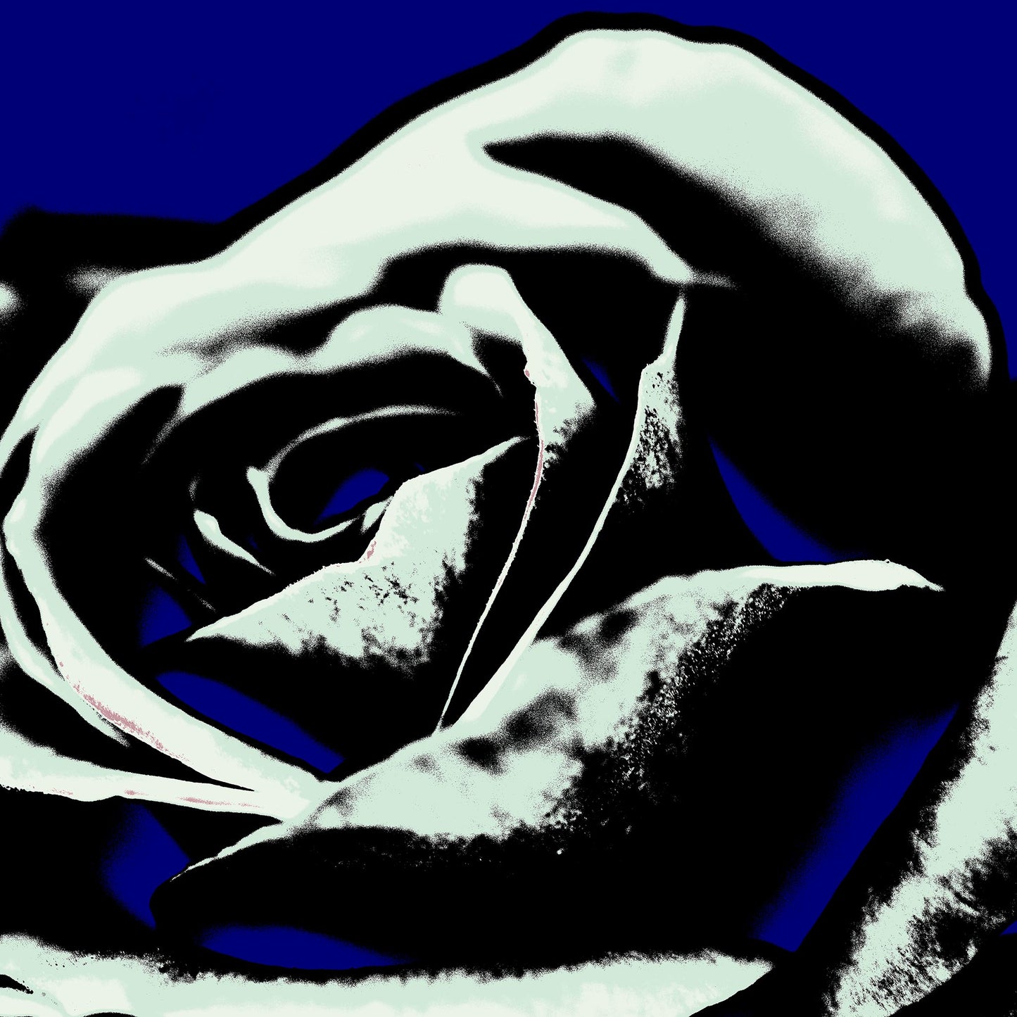 Xtra POP Set - Rose - 253980v10 - 60x60cm, Stylised pale rose with black shadows on a deep blue background, limited edition fine art print.