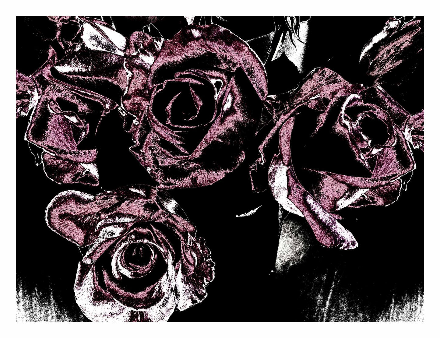 Xtra POP Set - Roses - Vase - 153339v25 - 104x81.5cm, Deep magenta roses in a vase set against a dramatic black background, limited edition fine art print.