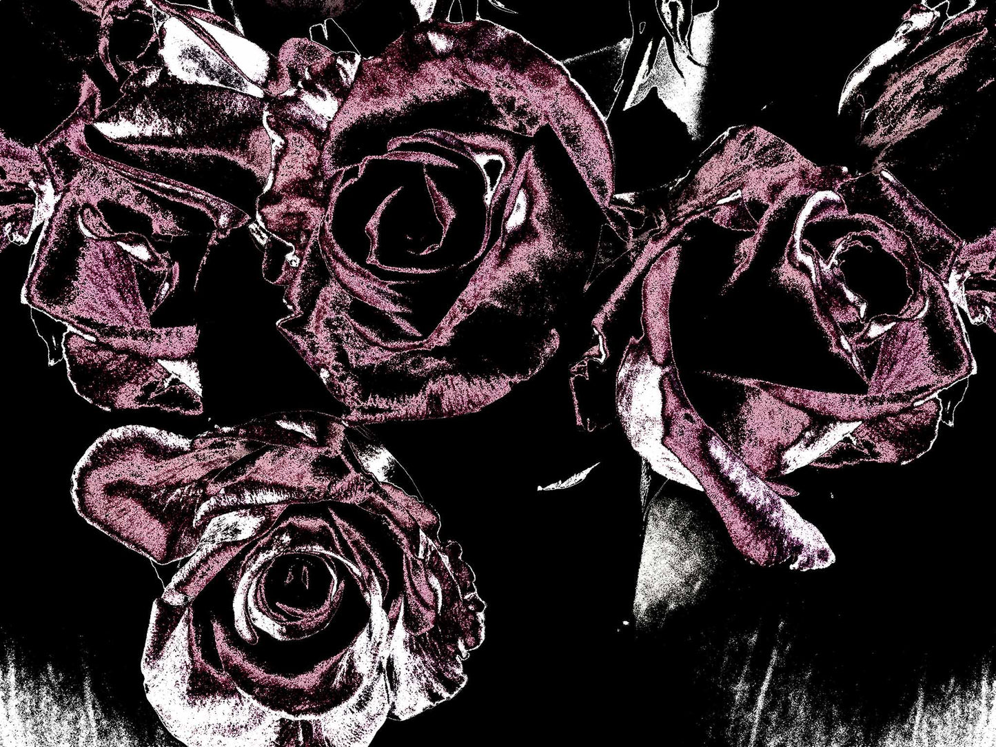 Xtra POP Set - Roses - Vase - 153339v25 - 90x67.5cm, Deep magenta roses in a vase set against a dramatic black background, limited edition fine art print.