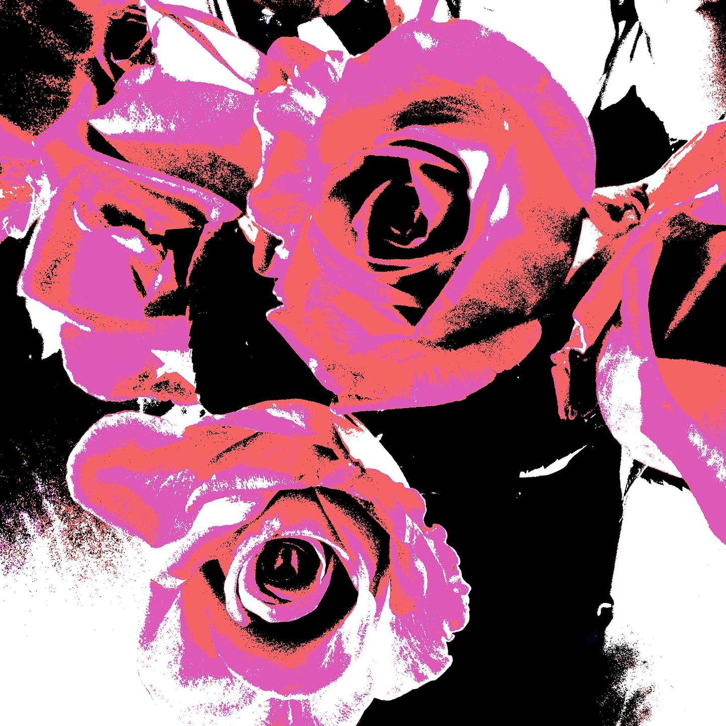 Xtra POP Set - Roses - Vase - 153339v53 - Close Detail View, Vibrant pink and red stylised roses in a black and white vase composition, limited edition fine art print.