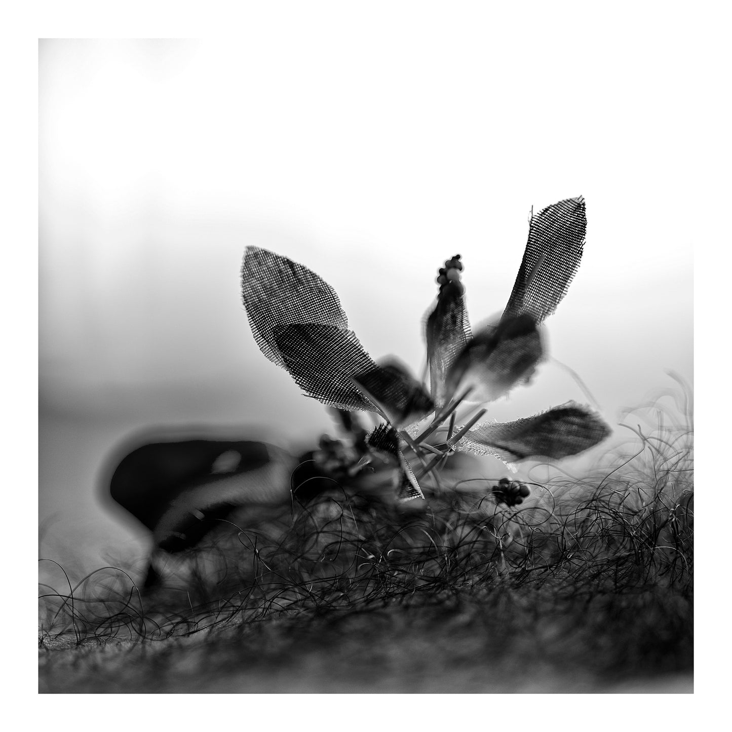 Narrative Works - Lost in the Bush - Bush Flower - 60x60cm Square (#182552)