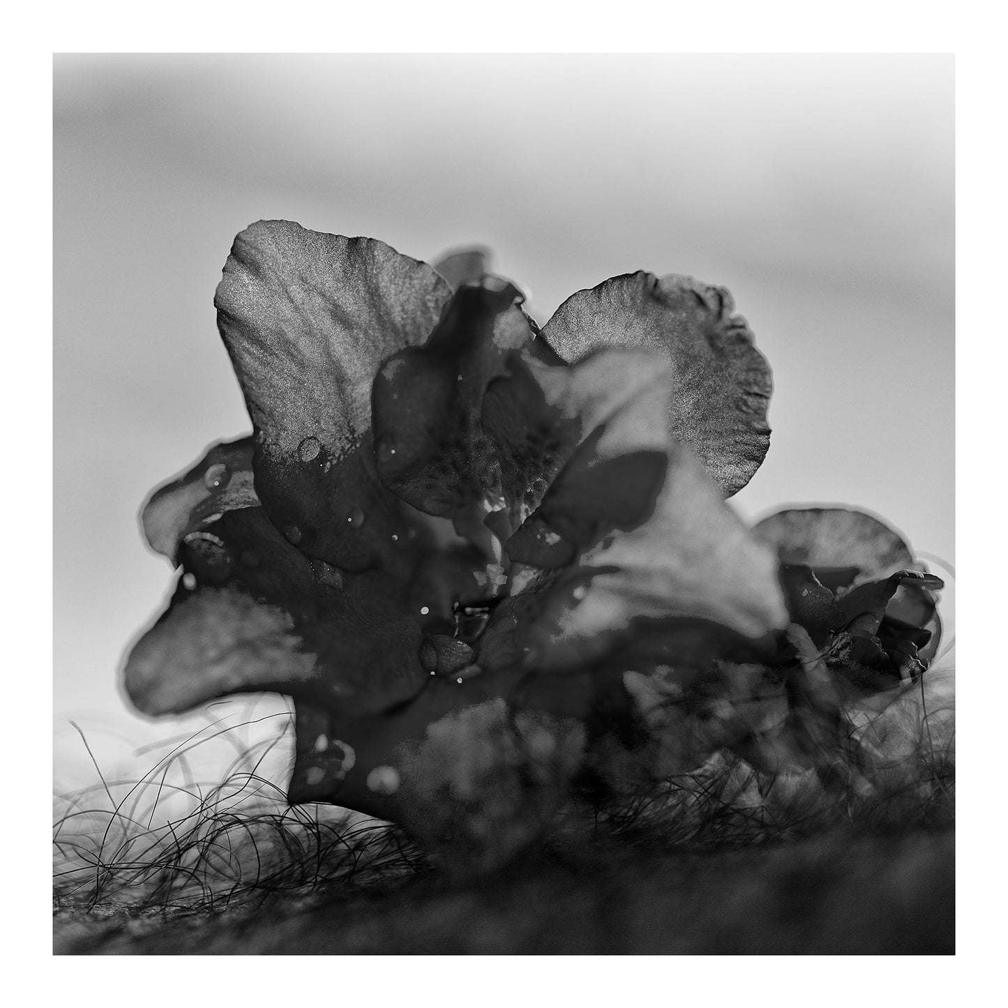 Narrative Works - Lost in the Bush - Bush Flower - 60x60cm Square (#182949)