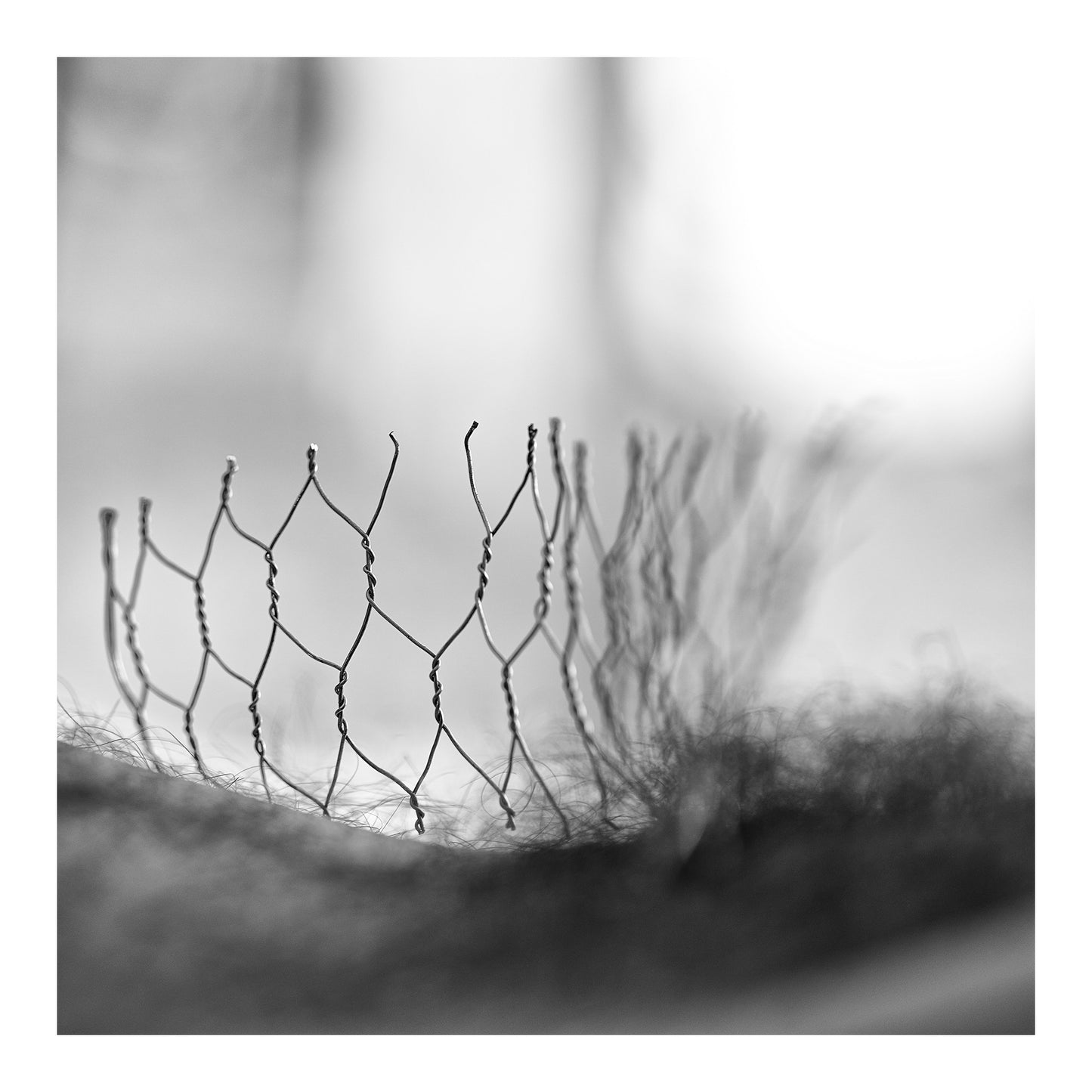 Narrative Works - Lost in the Bush - Bush Regeneration - 60x60cm Square (#182850)
