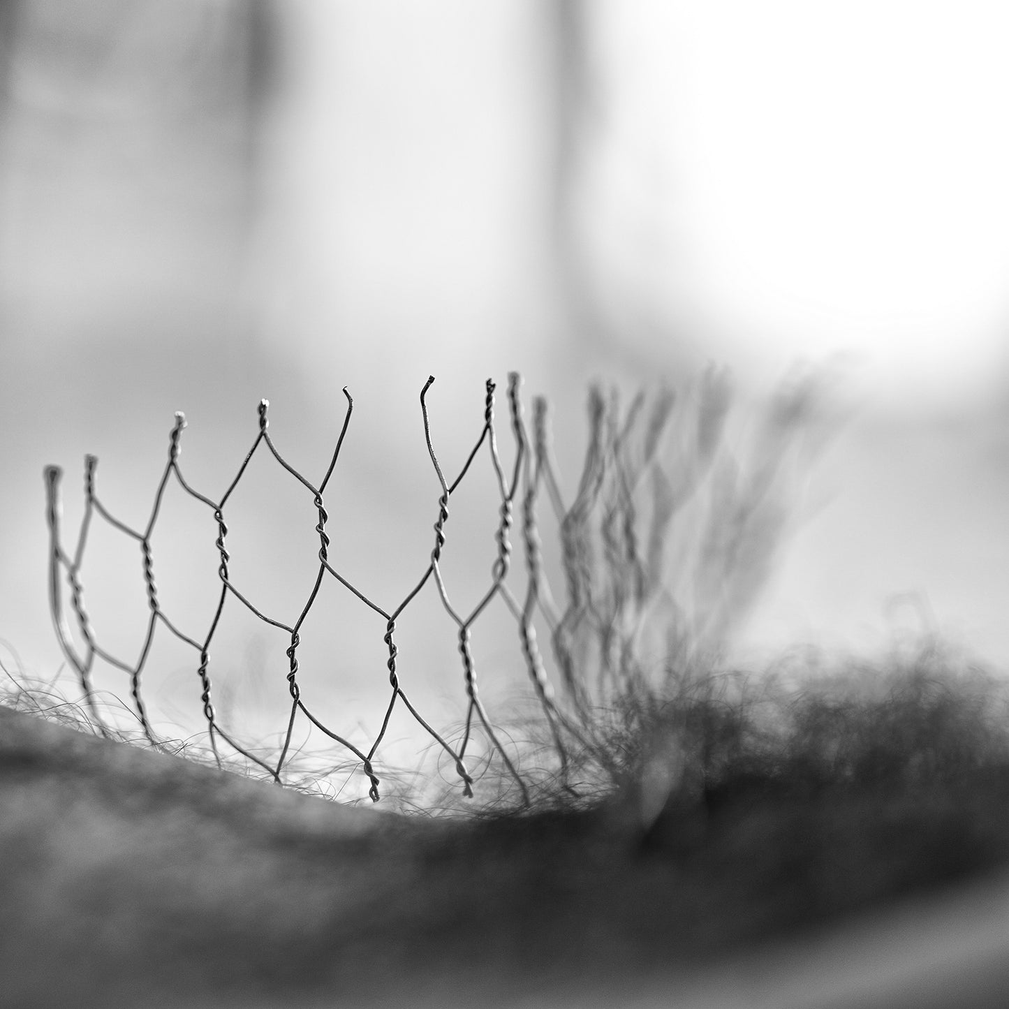 Narrative Works - Lost in the Bush - Bush Regeneration - 60x60cm Square (#182850)