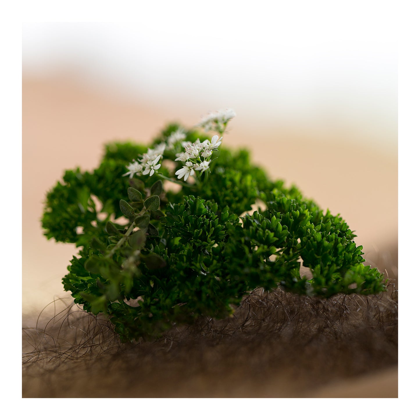 Narrative Works - Lost in the Bush - Herb Bush - 60x60cm Square (#182942)