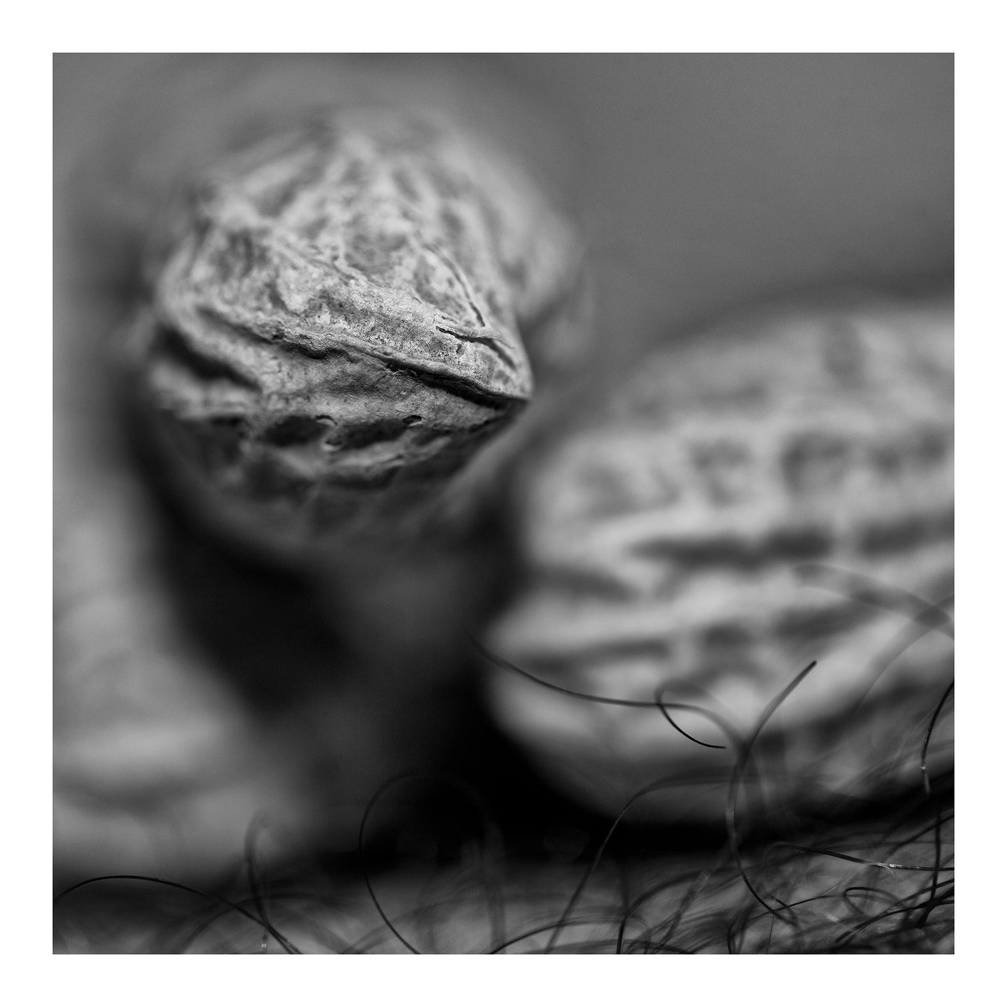 Narrative Works - Lost in the Bush - Nutbush - 60x60cm Square (#182621)