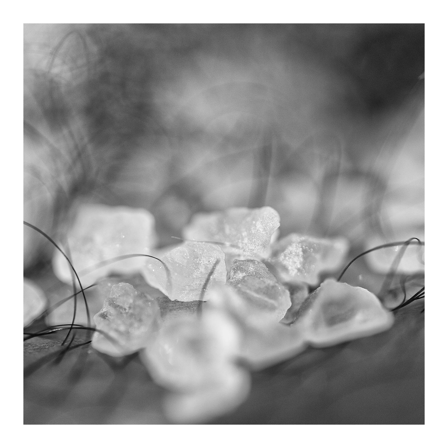 Narrative Works - Lost in the Bush - Saltbush - 60x60cm Square (#182964)